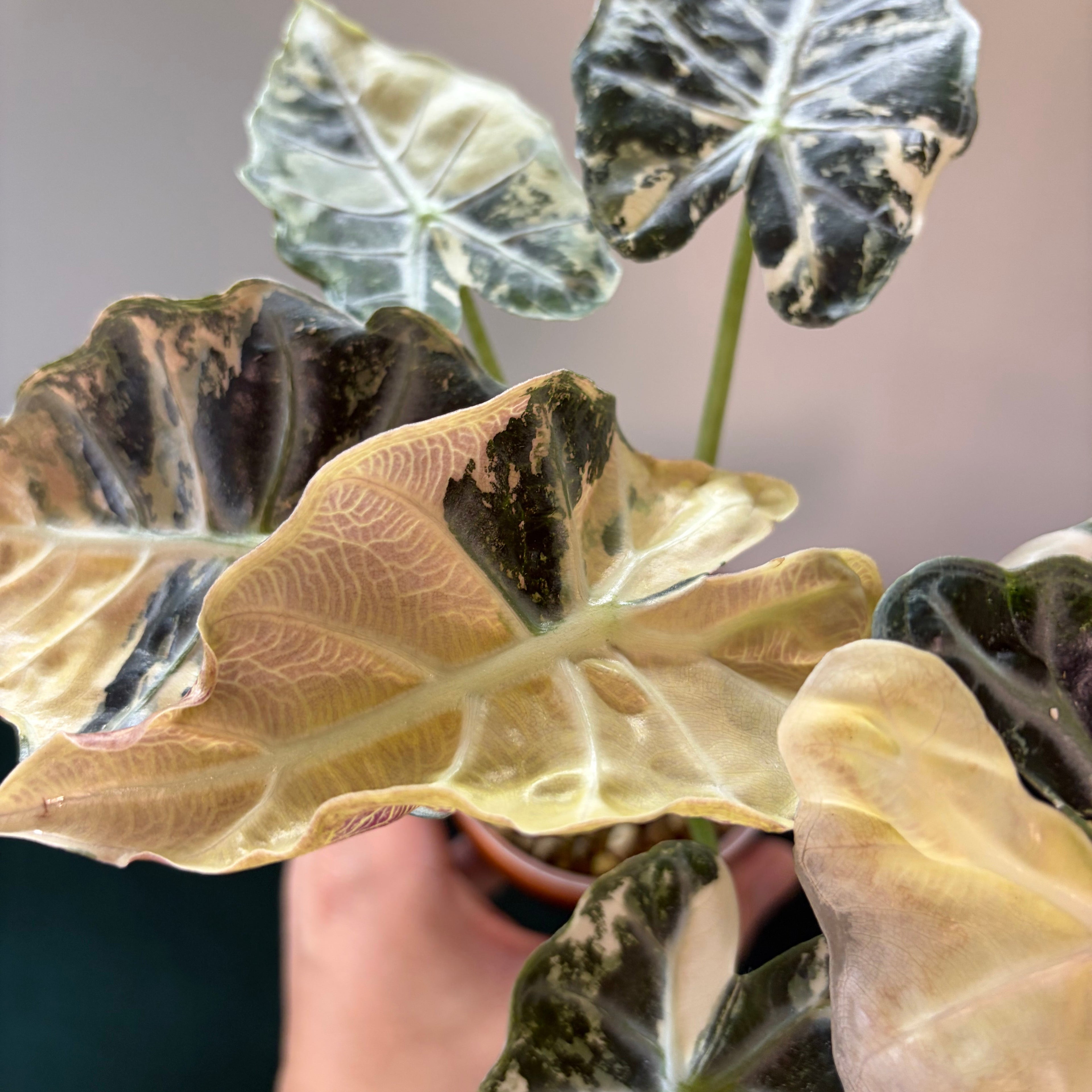 Alocasia Mandalay albo/pink (corm)