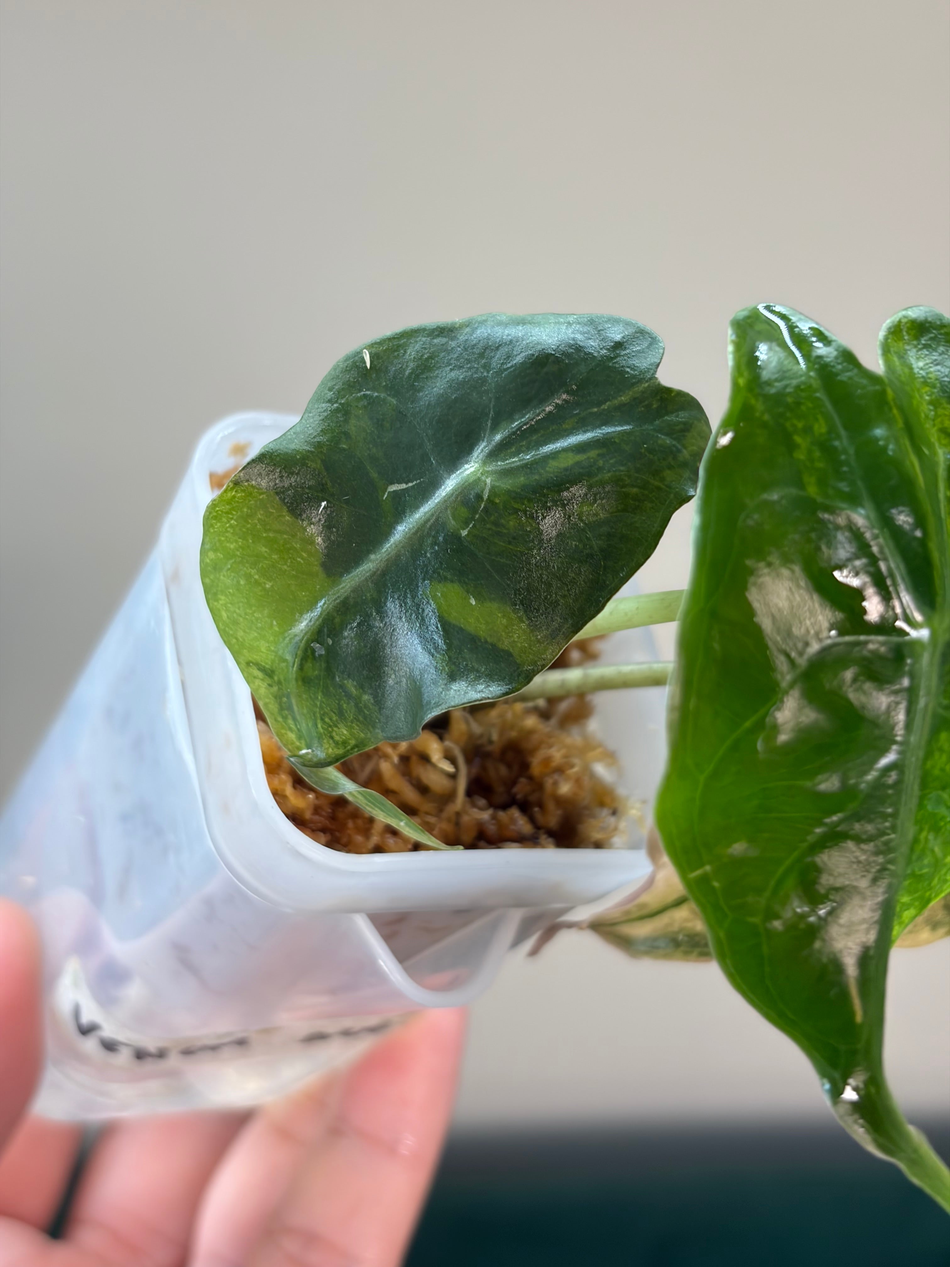 Alocasia Venom aurea #1