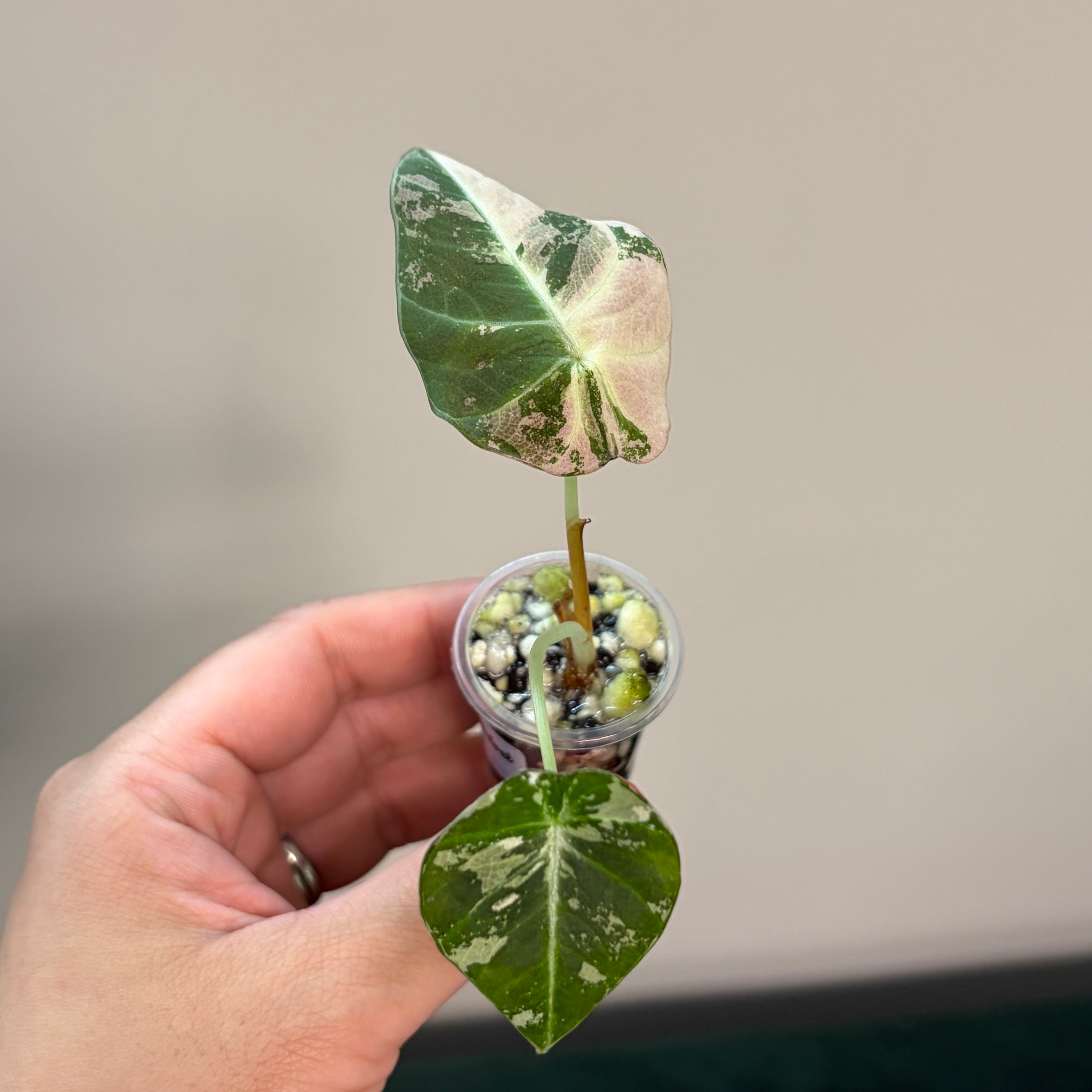 Alocasia Black velvet pink