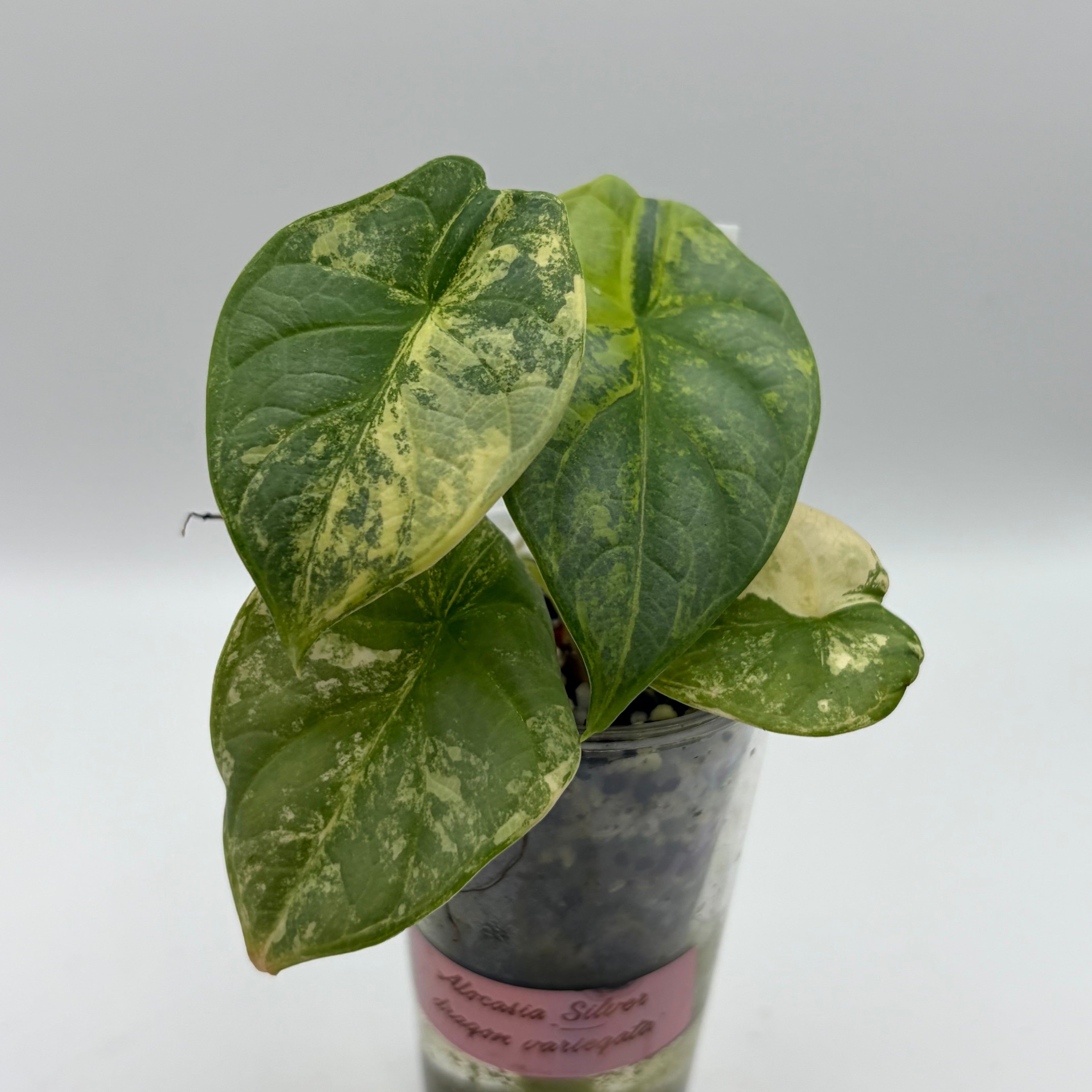 Alocasia Silver dragon aurea