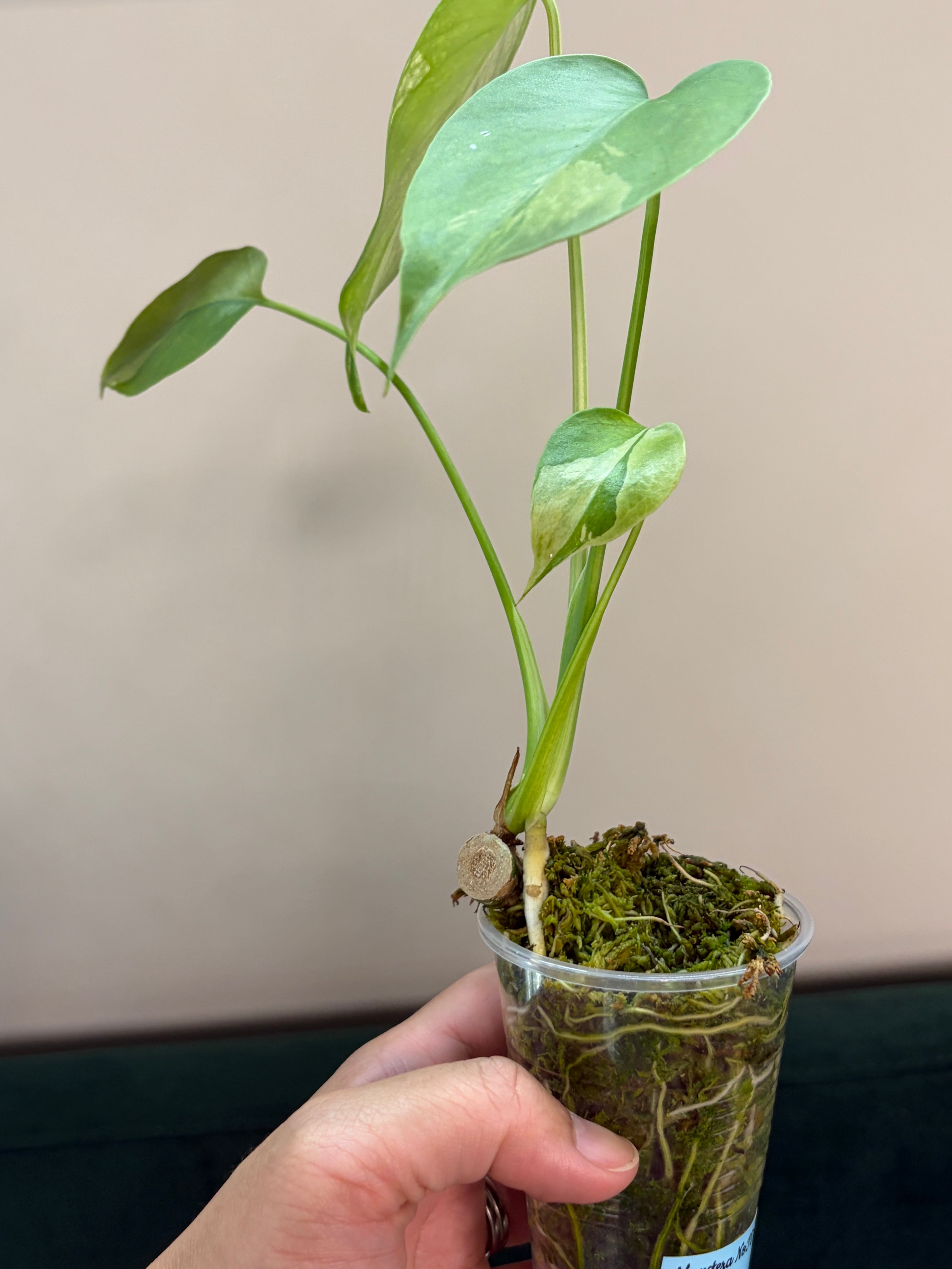 Monstera NoID #1