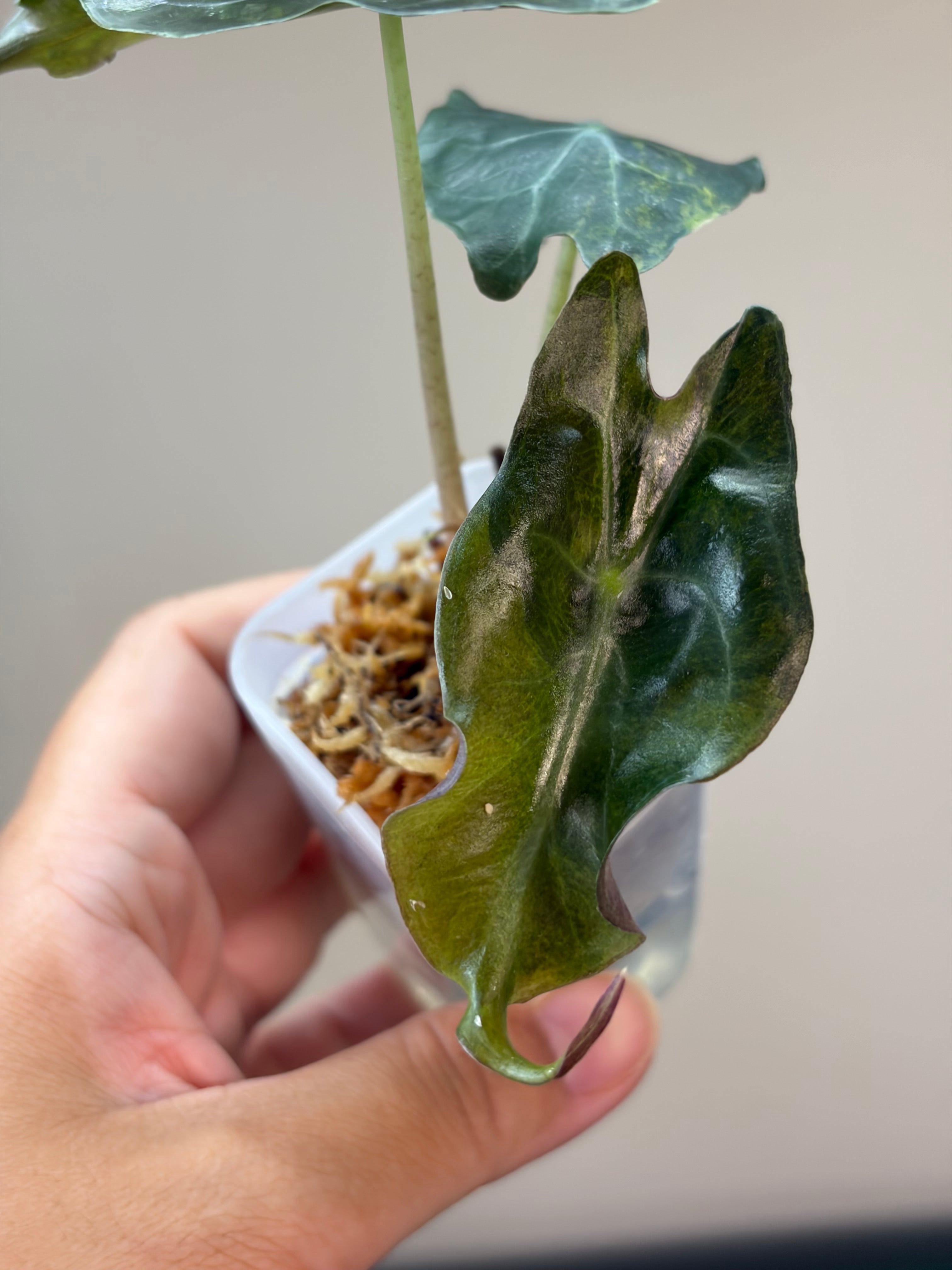 Alocasia Venom aurea #2