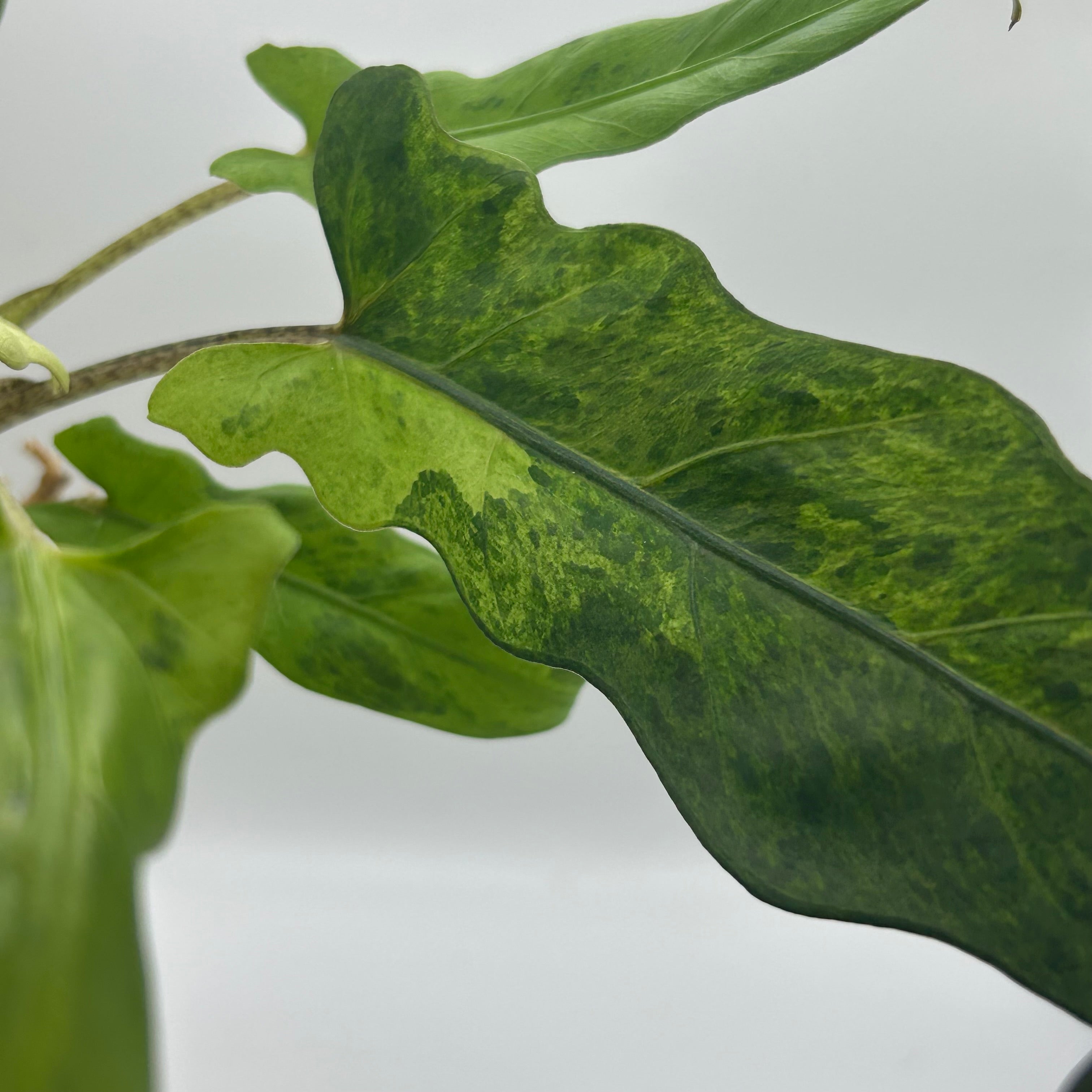 Alocasia Lauterbachiana mint