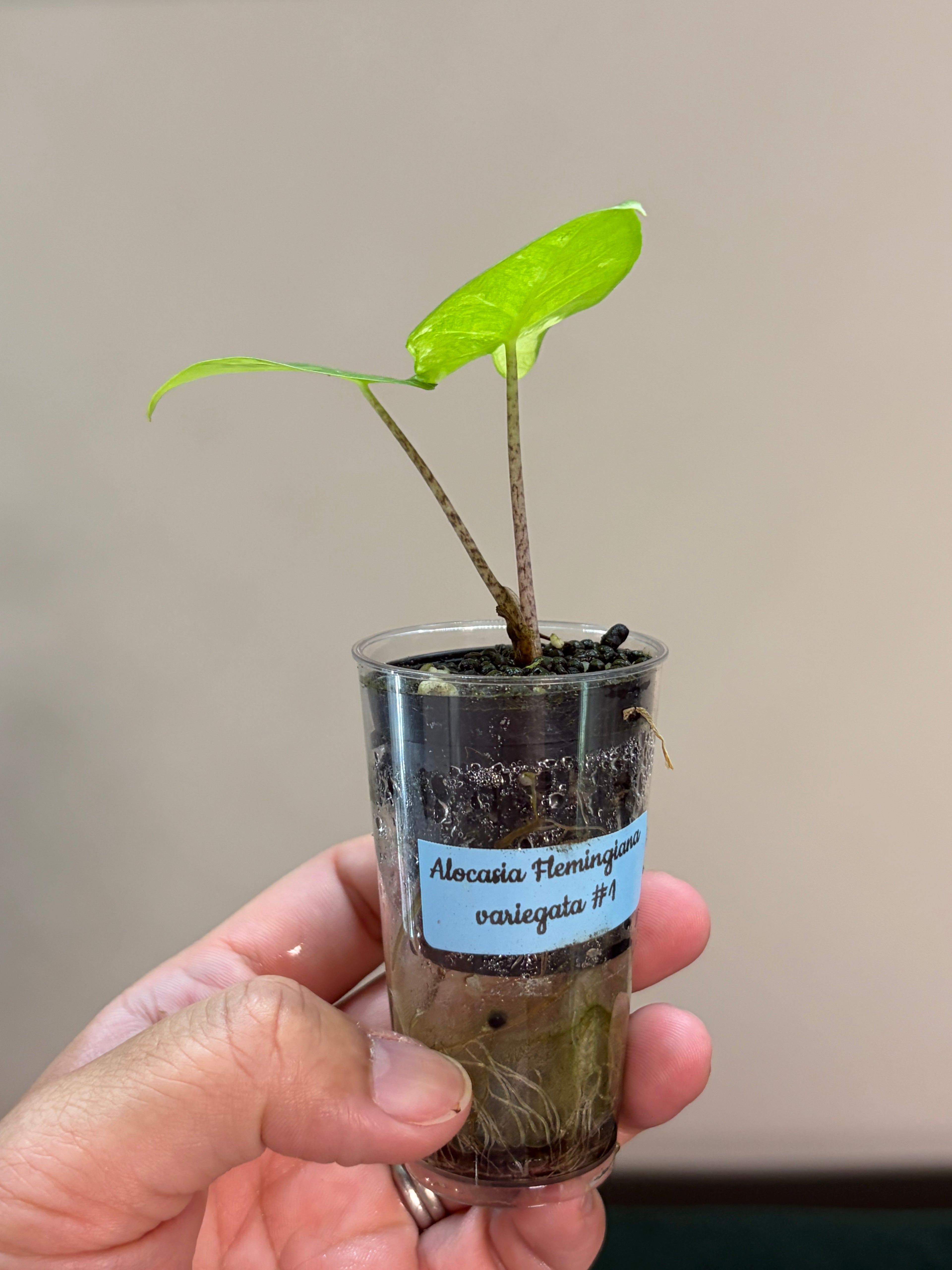 Alocasia Flemingiana variegata #1