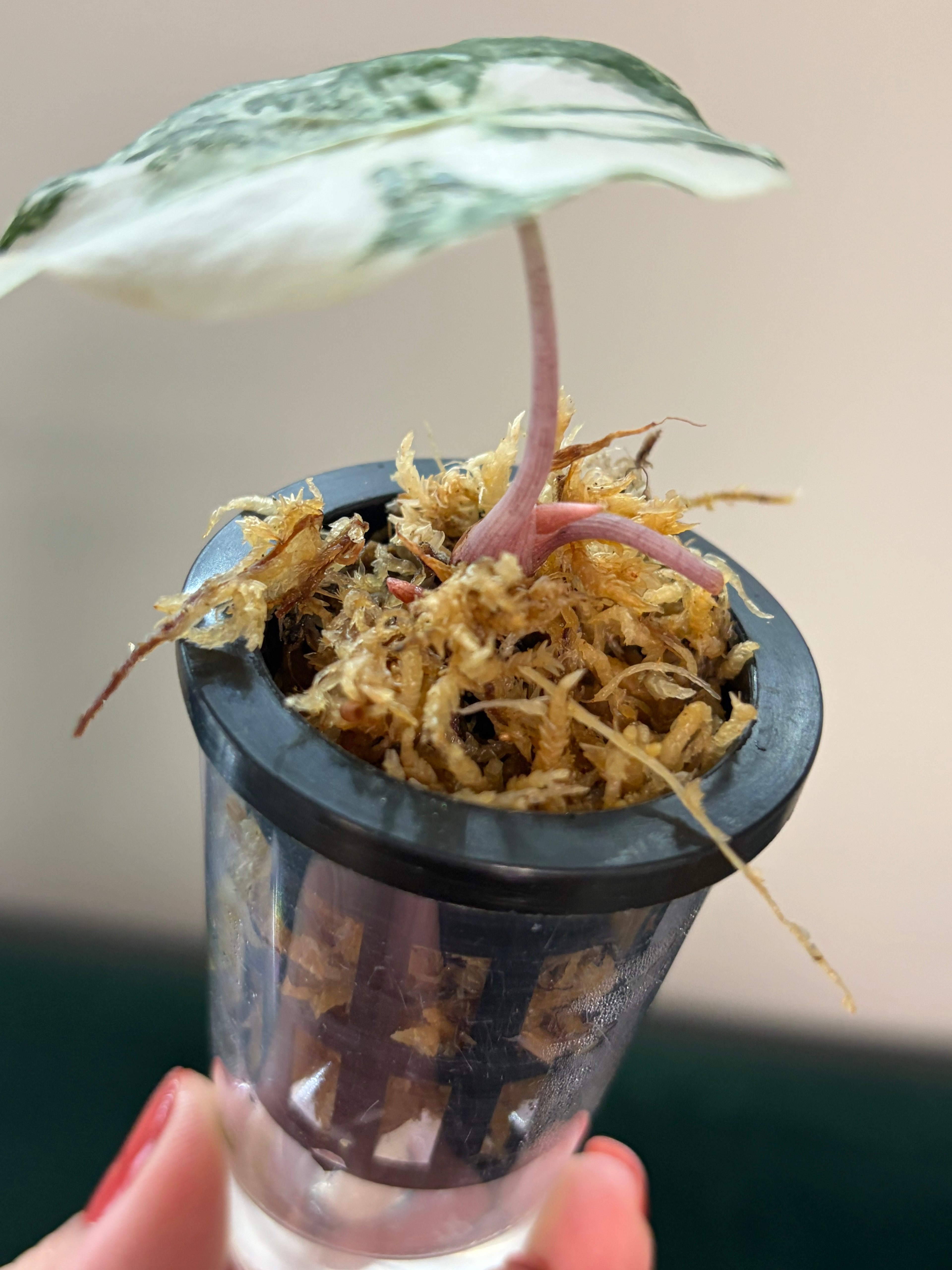 Alocasia Pink dragon albo #2