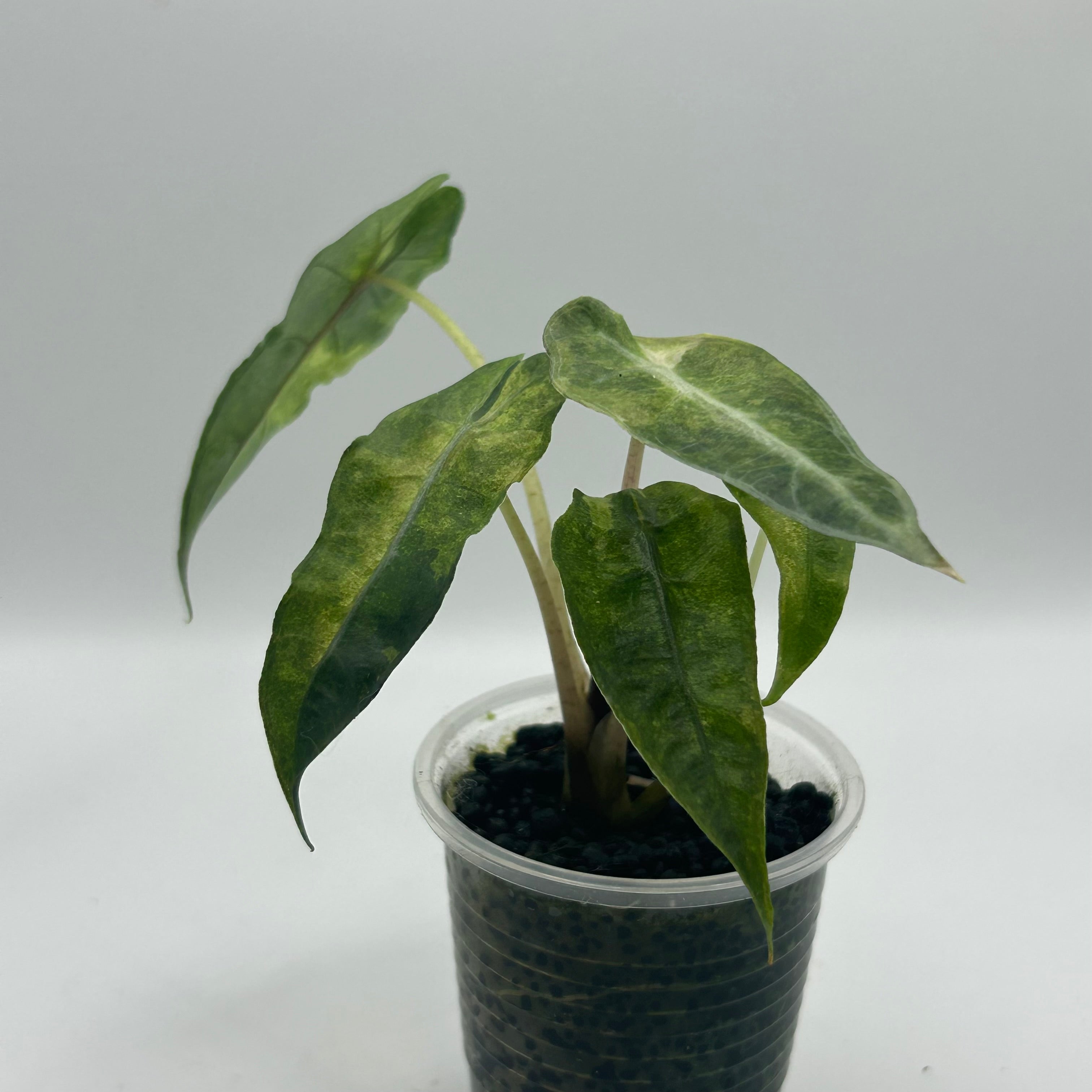 Alocasia Polly aurea splash