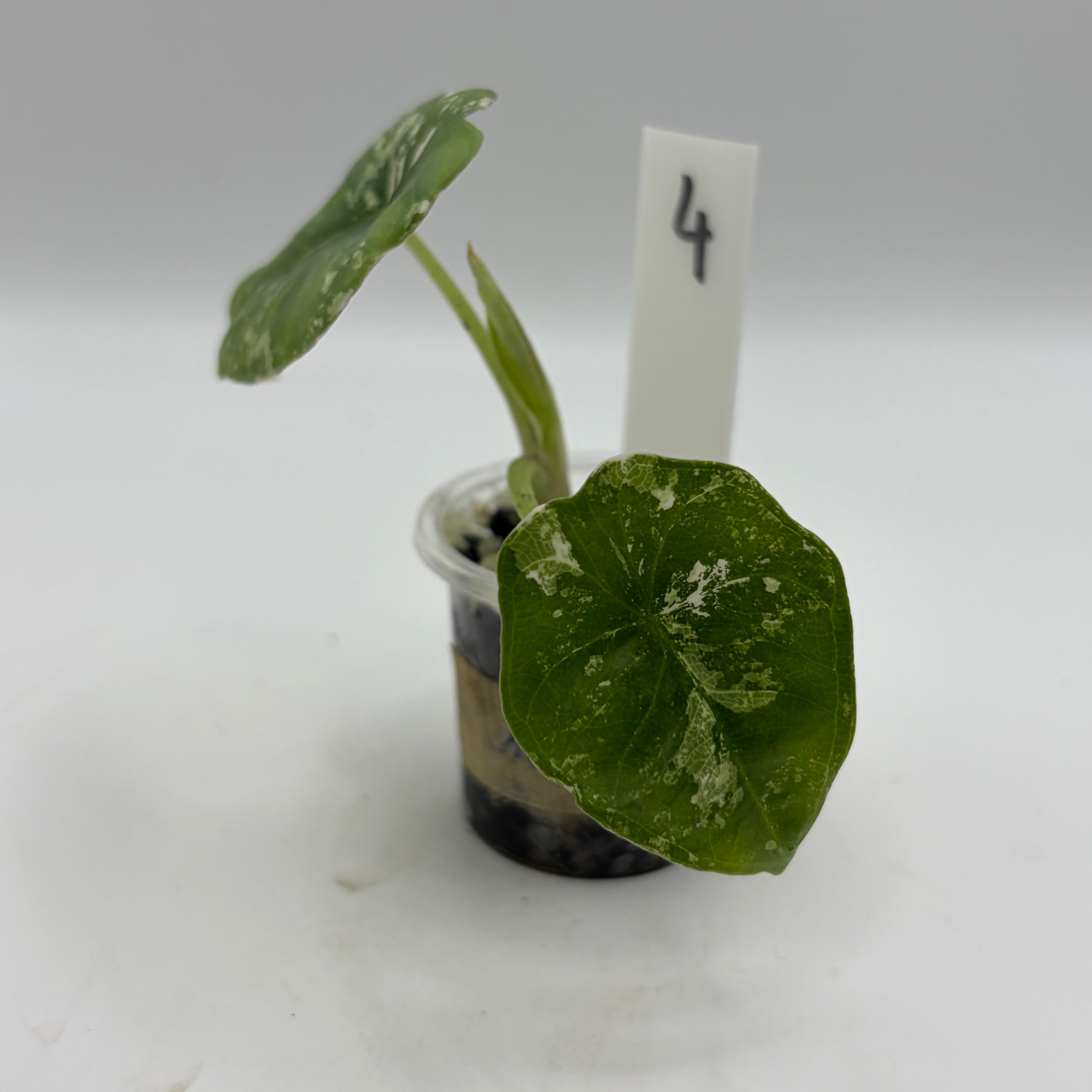 Alocasia Nebula albo/pink #4