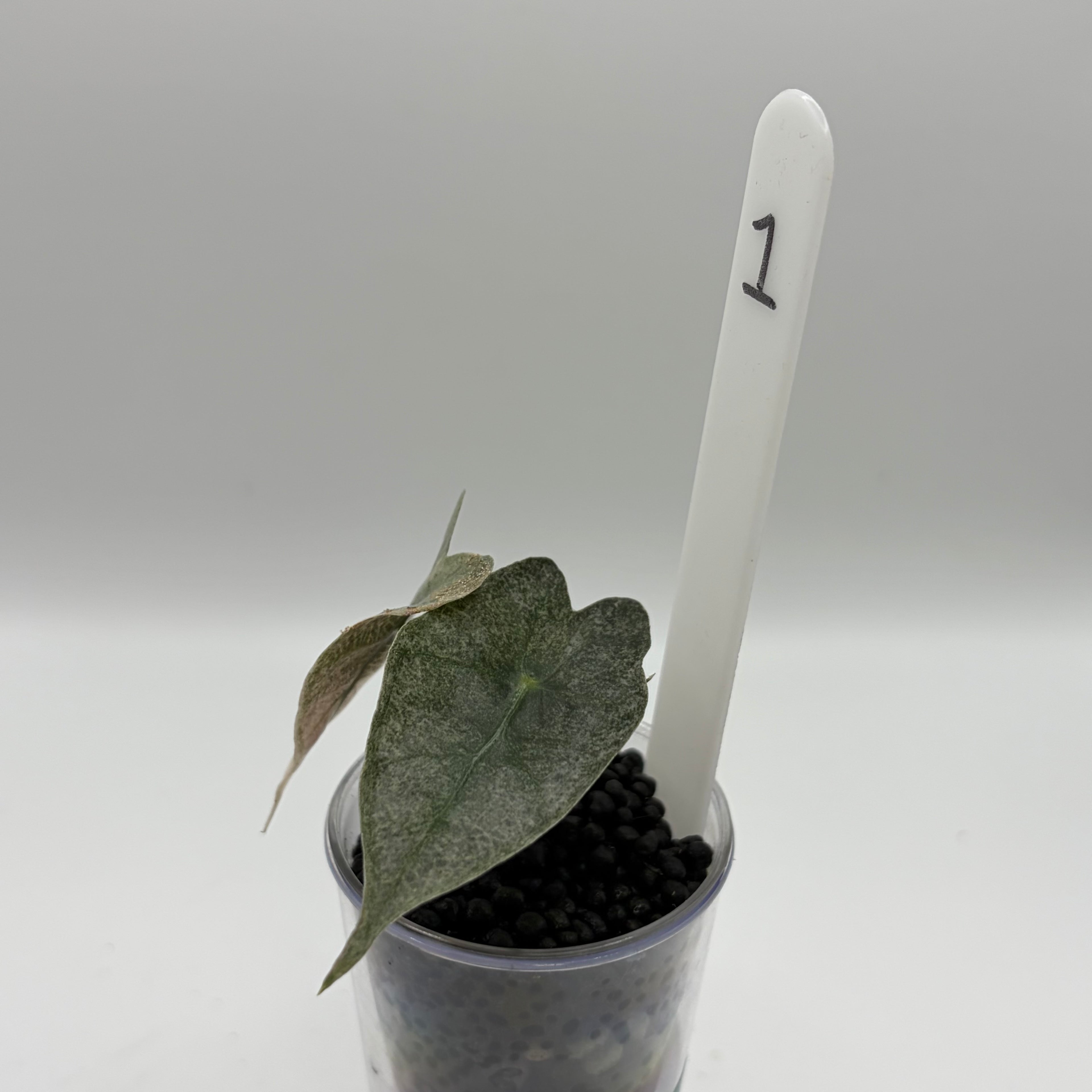 Alocasia Amazonica pink #1