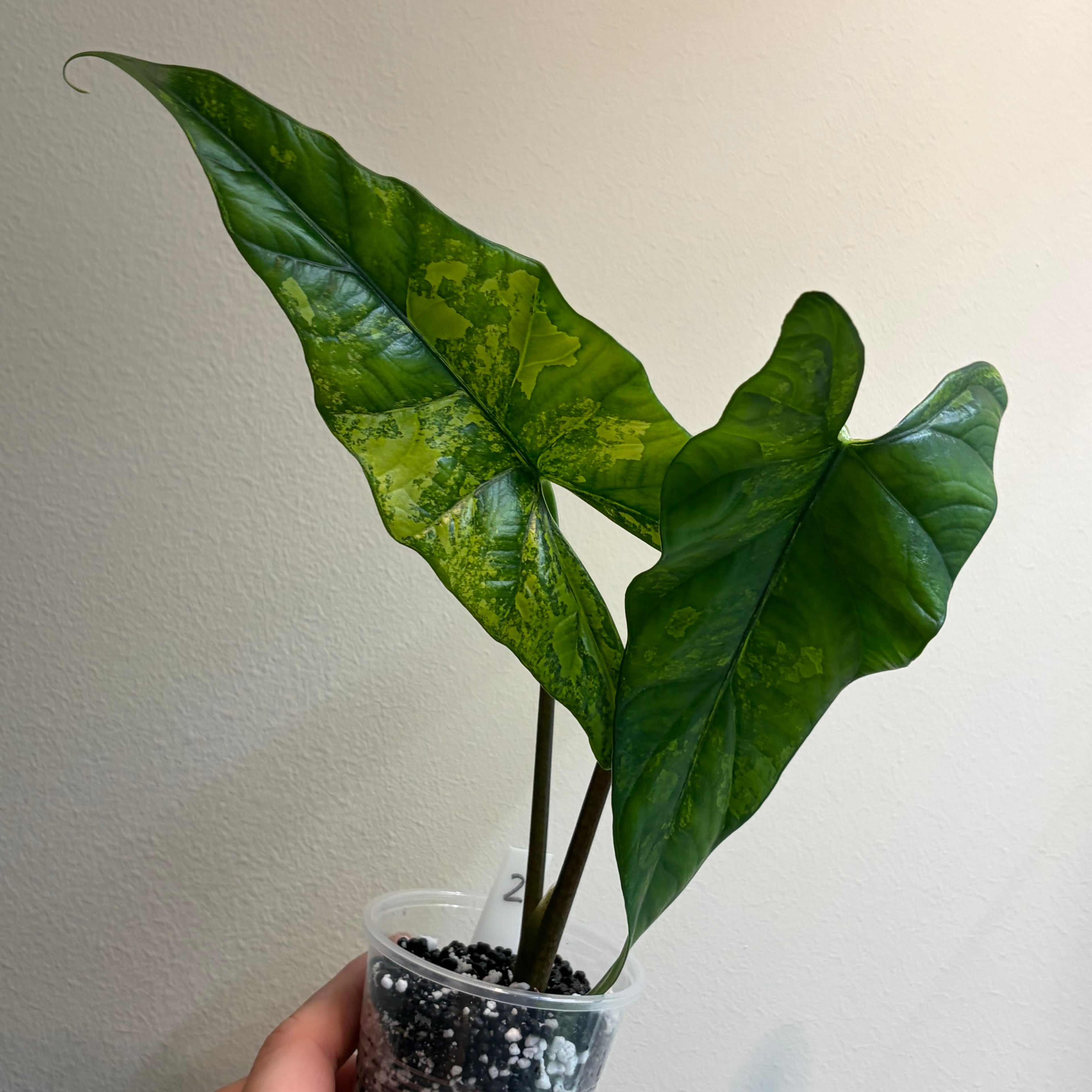 Alocasia Simpo aurea