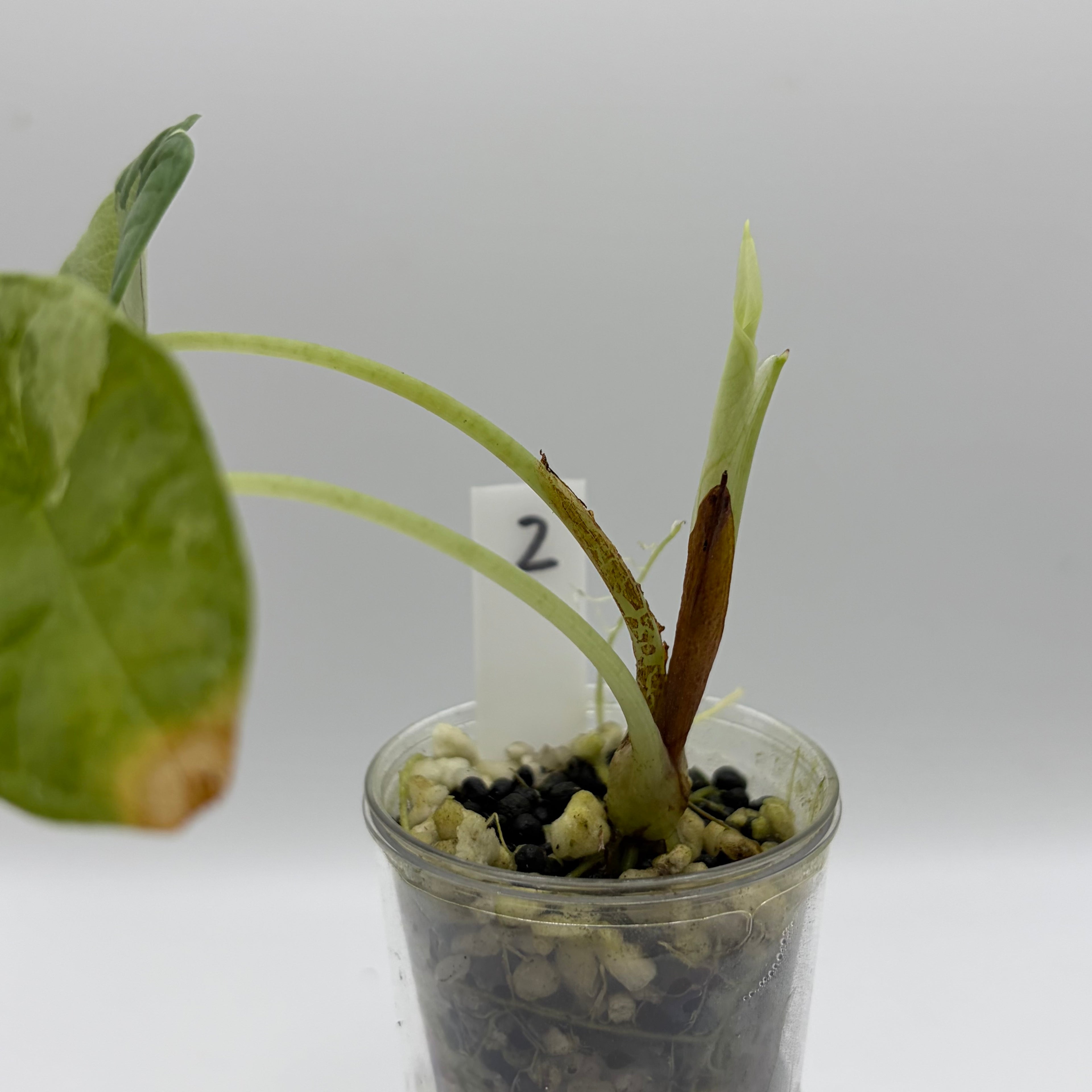 Alocasia Dragon scale variegata