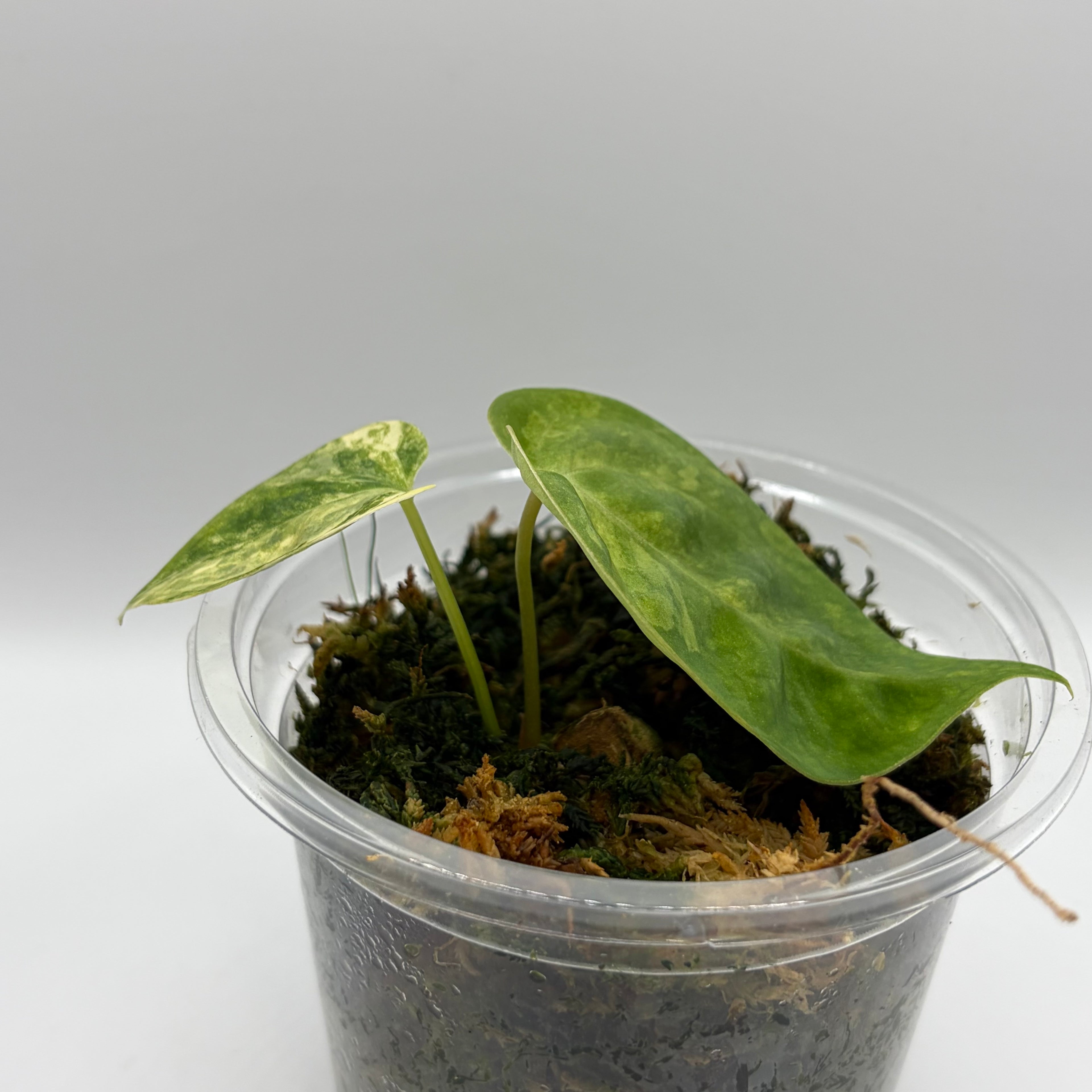 Anthurium Papillilaminum x Green mamba variegata