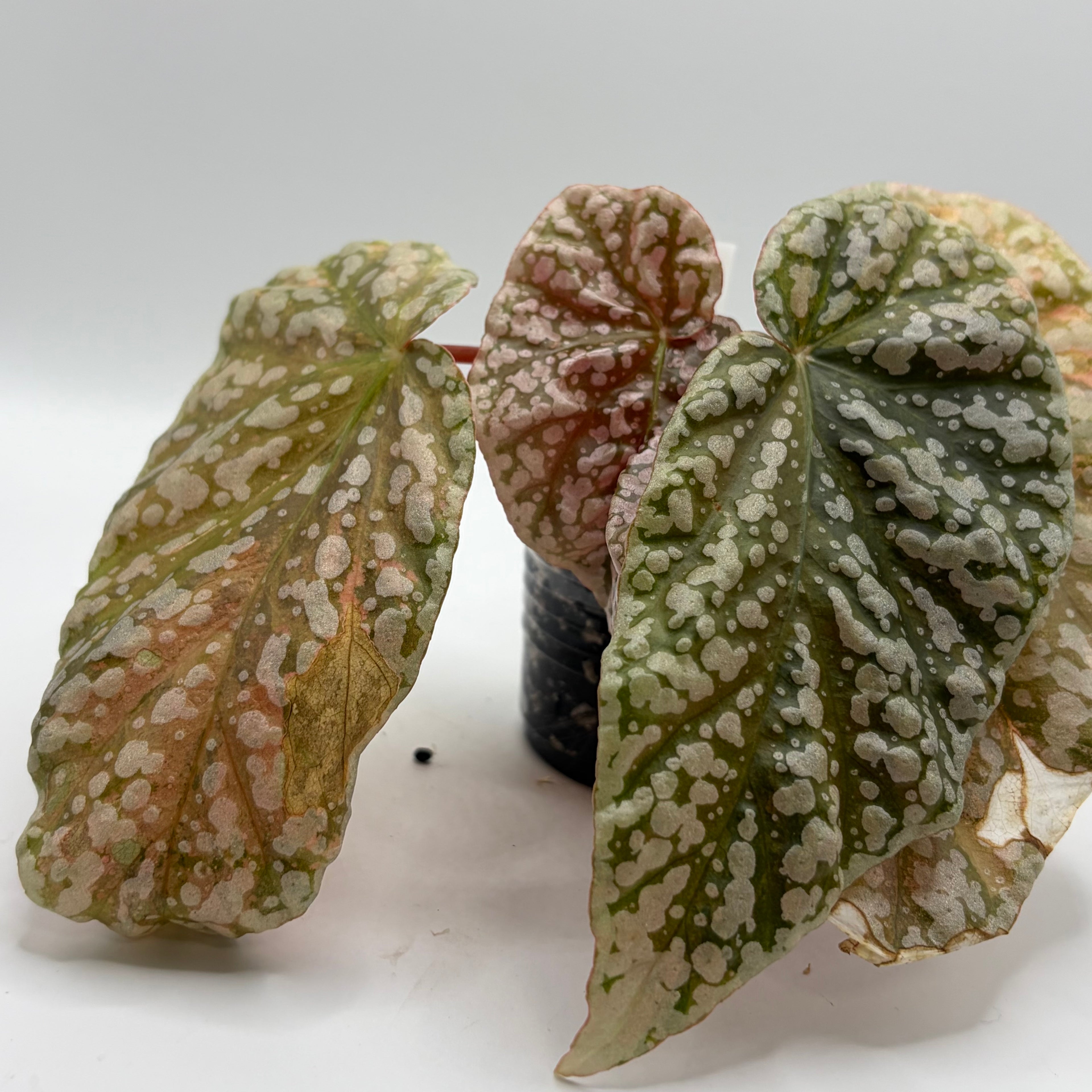 Begonia Snowcapped variegata #3