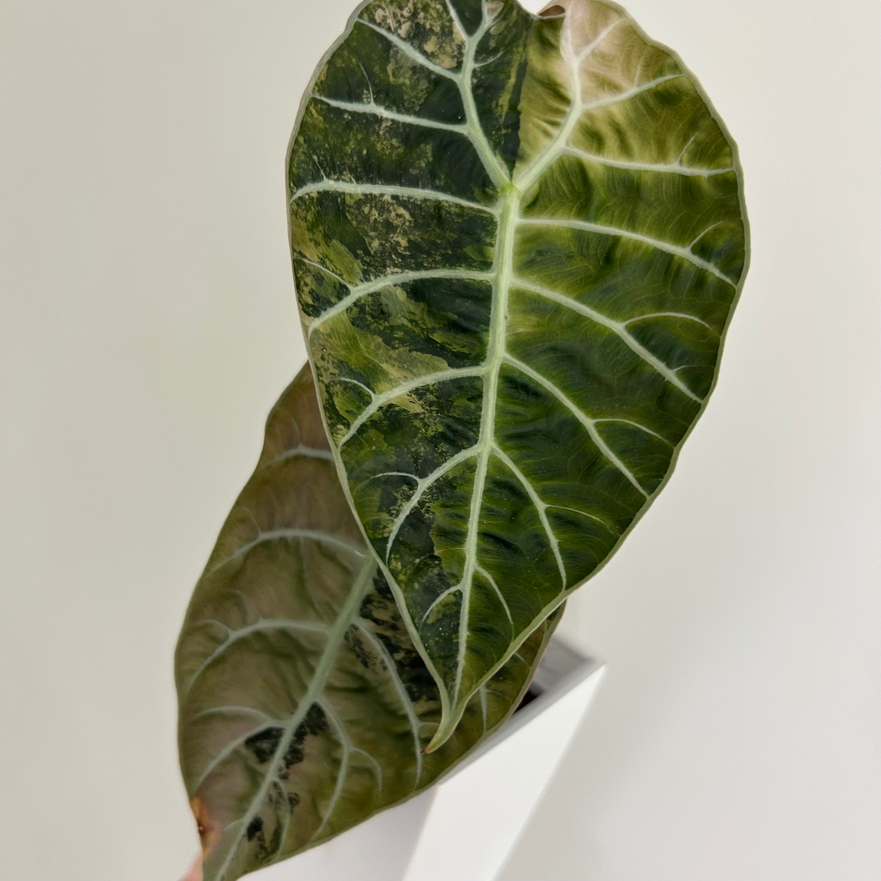 Alocasia Watsoniana pink (corm)