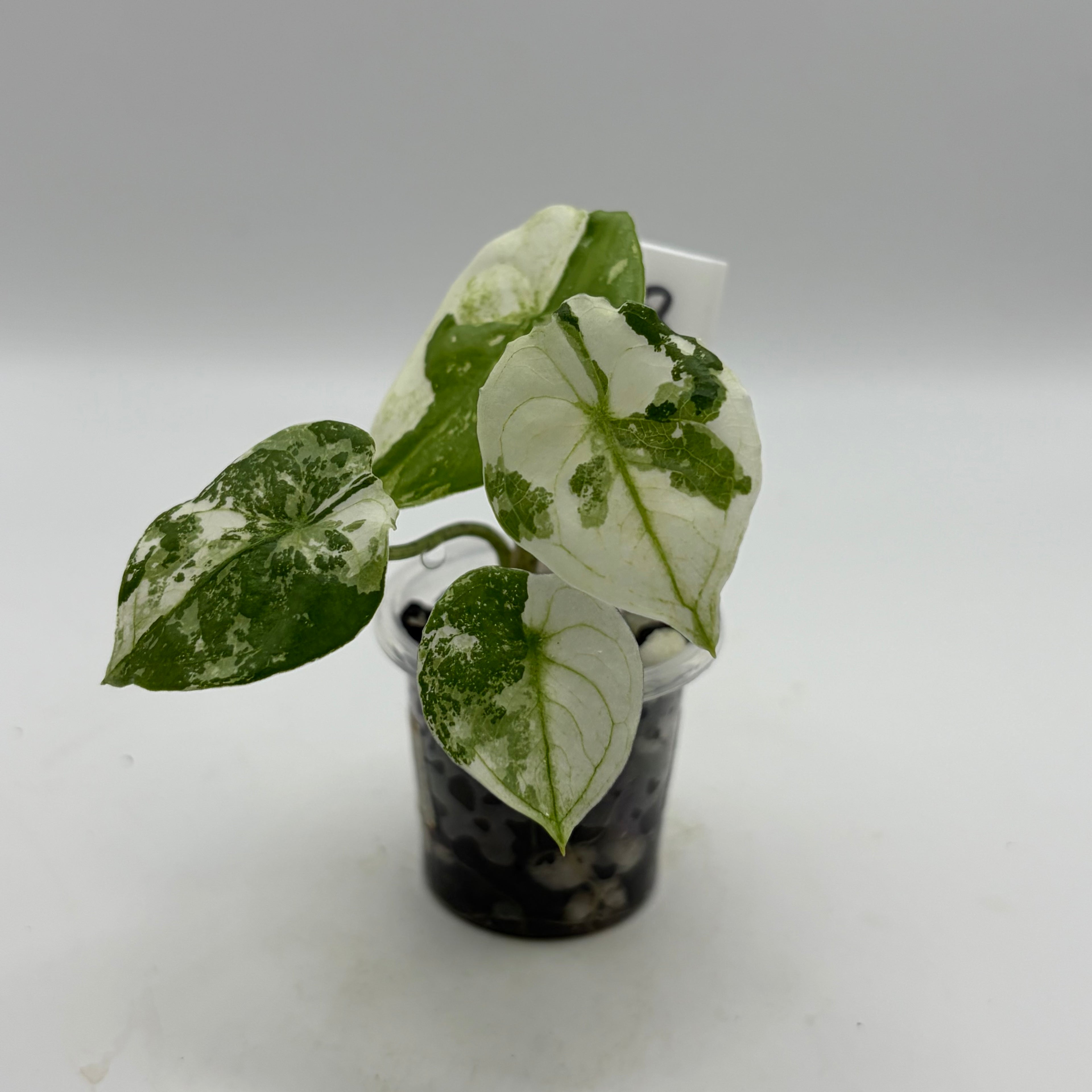 Alocasia Fornicata mint