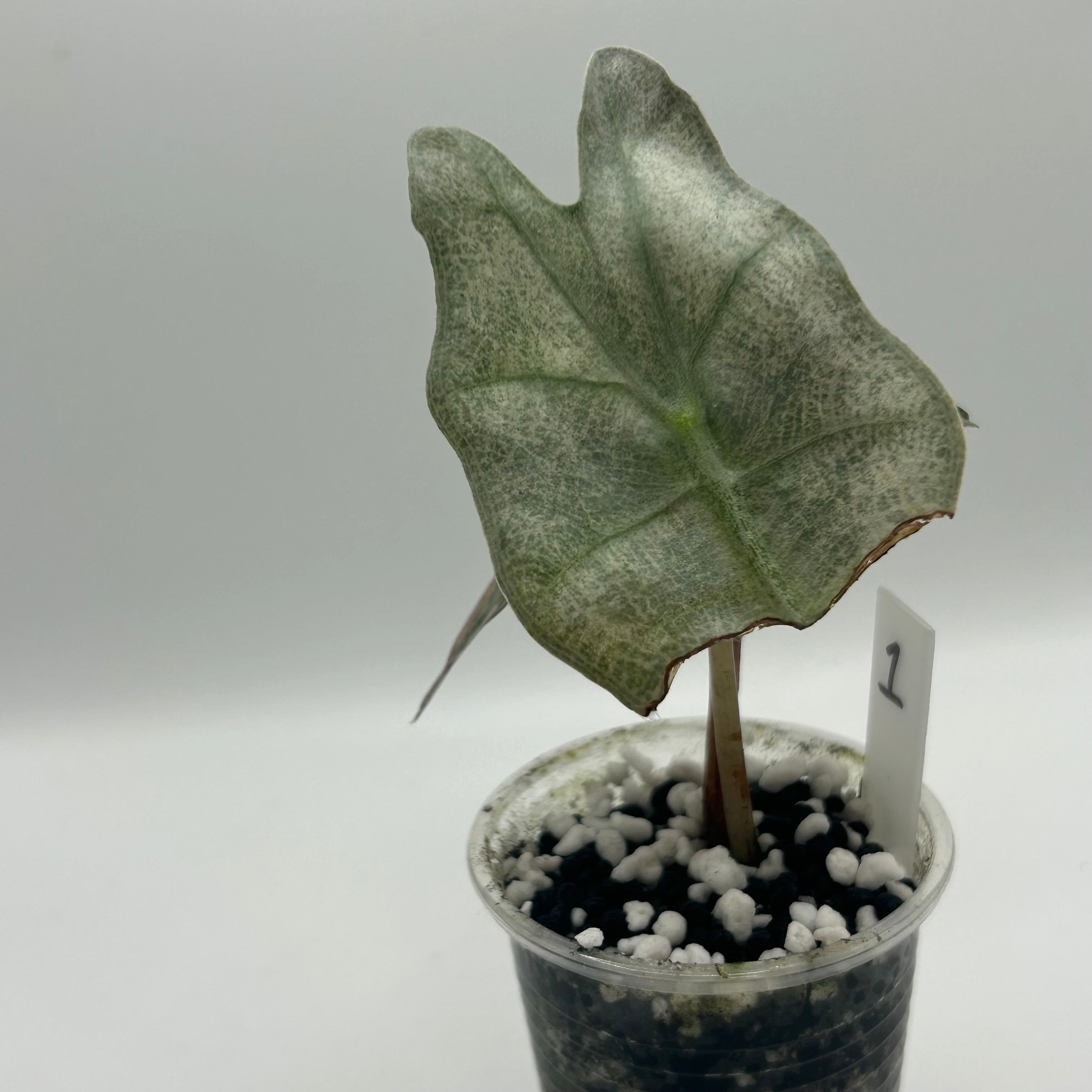 Alocasia Polly pink mint