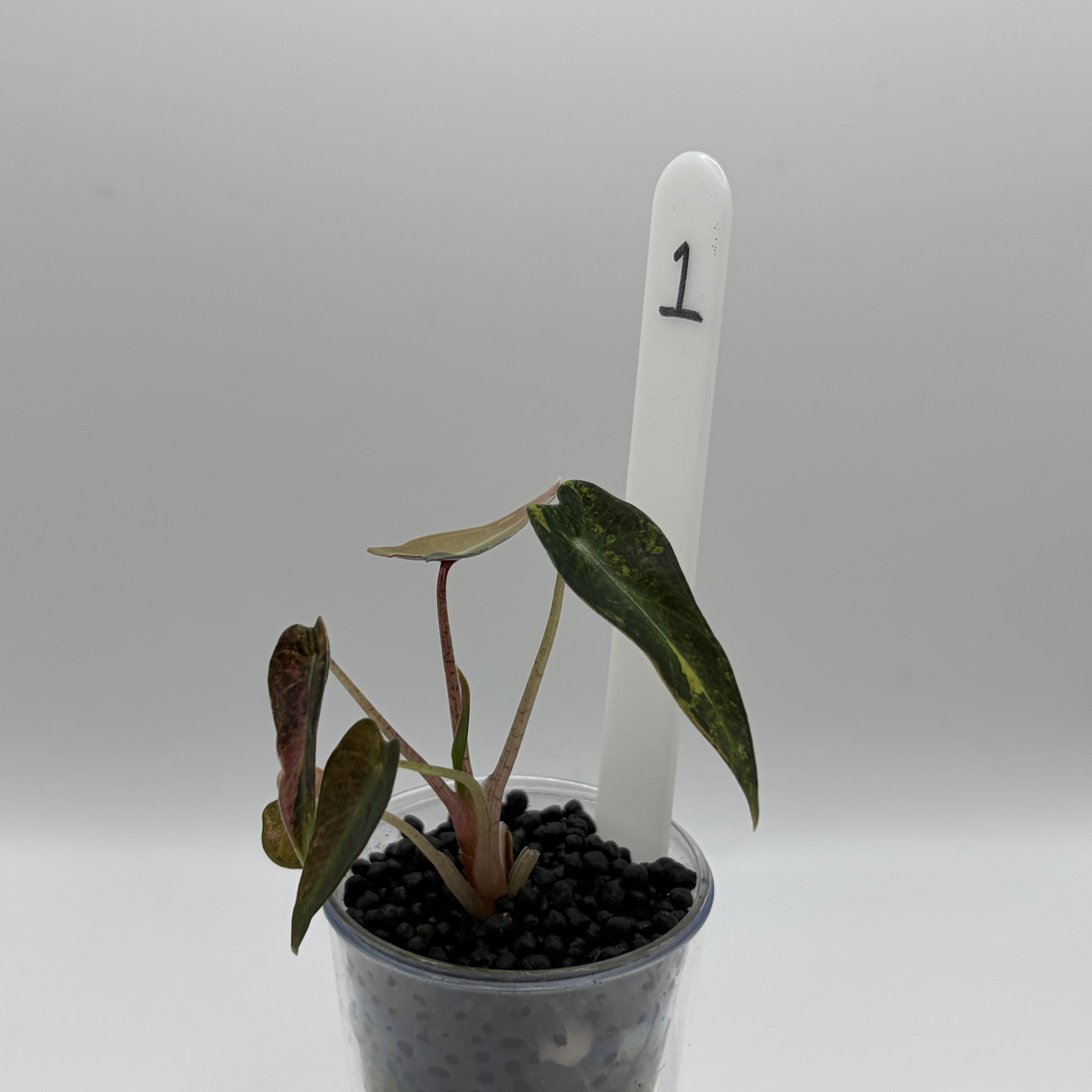Alocasia Bambino aurea