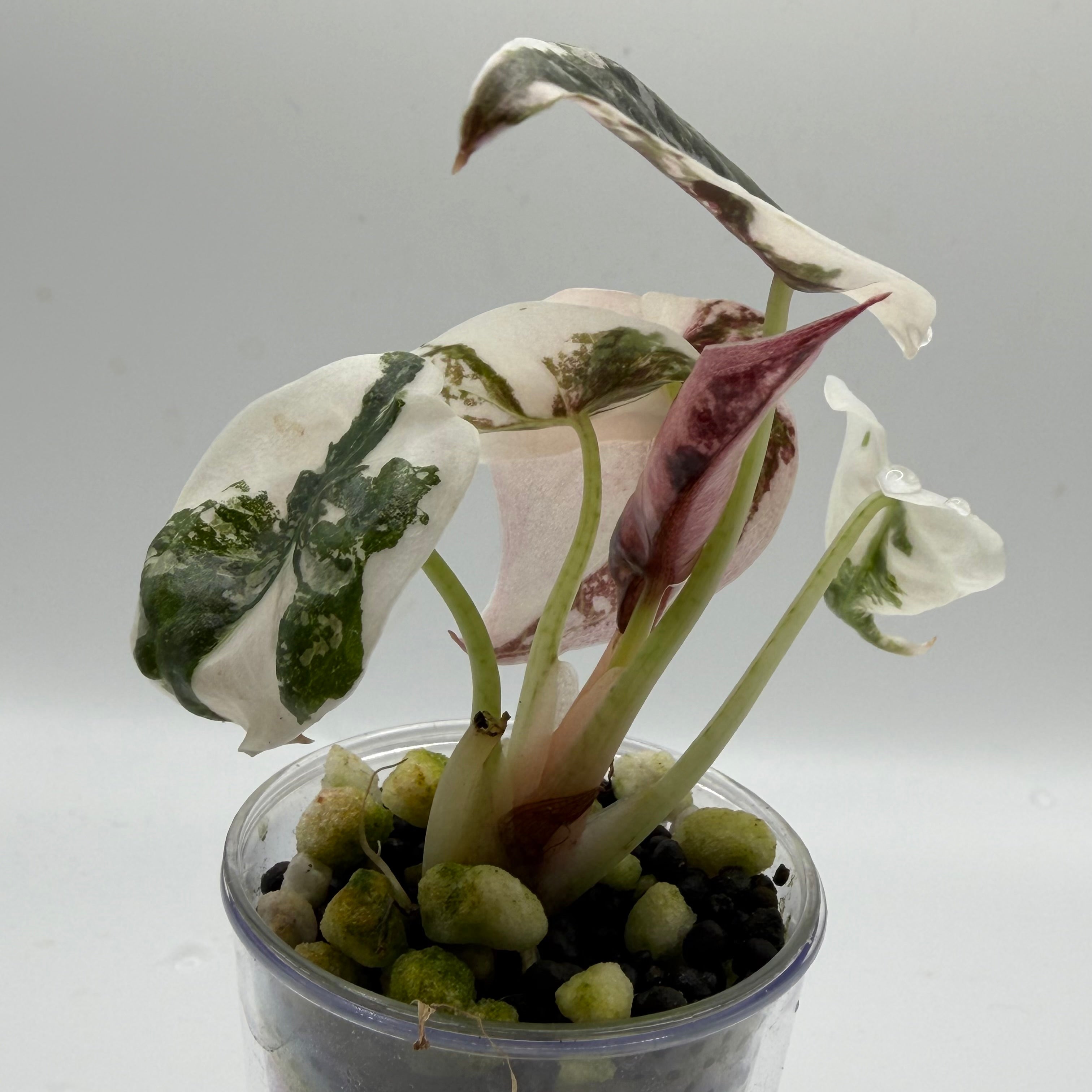 Alocasia Cuprea pink marble