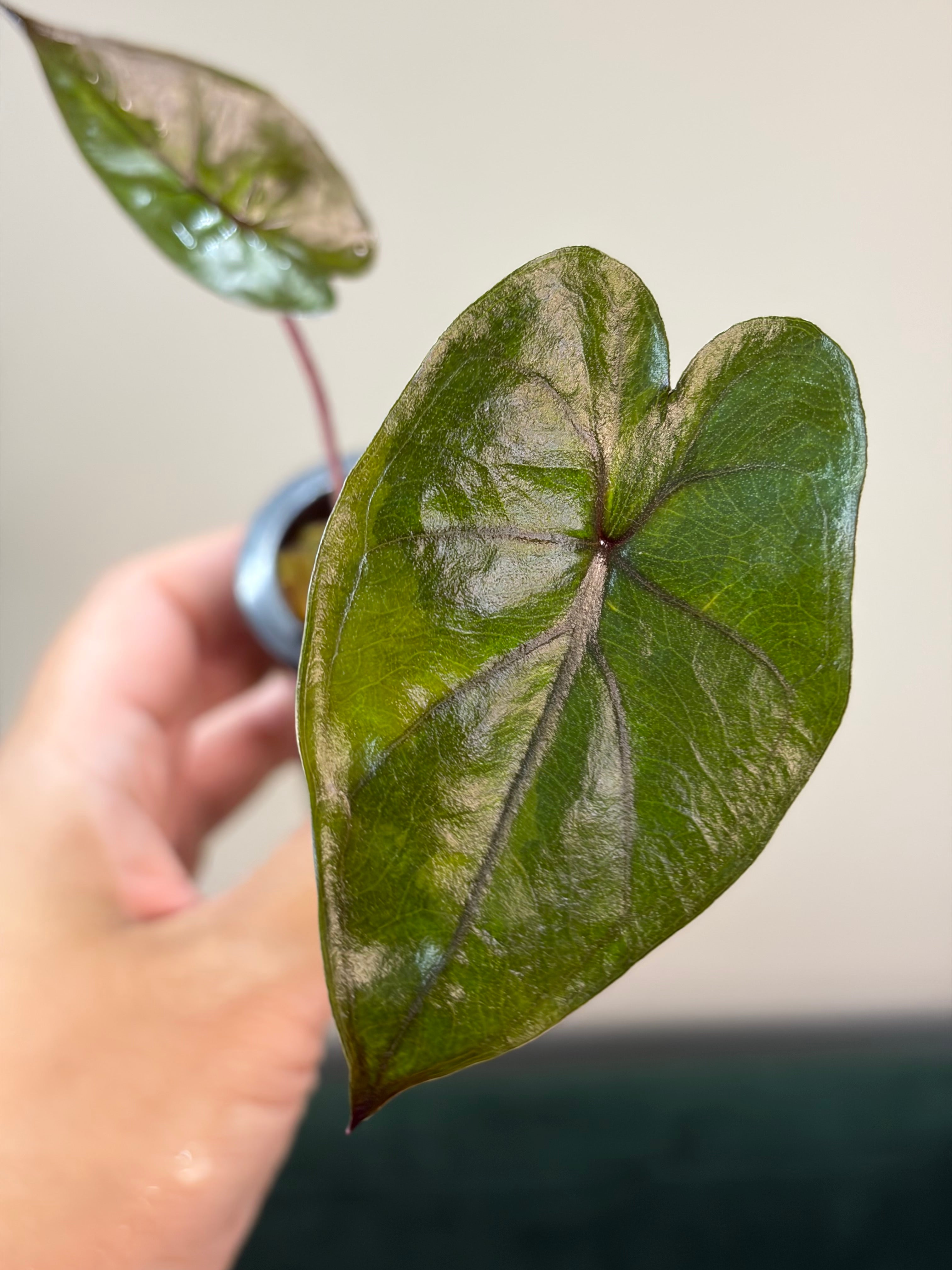 Alocasia Plumbea gold #1