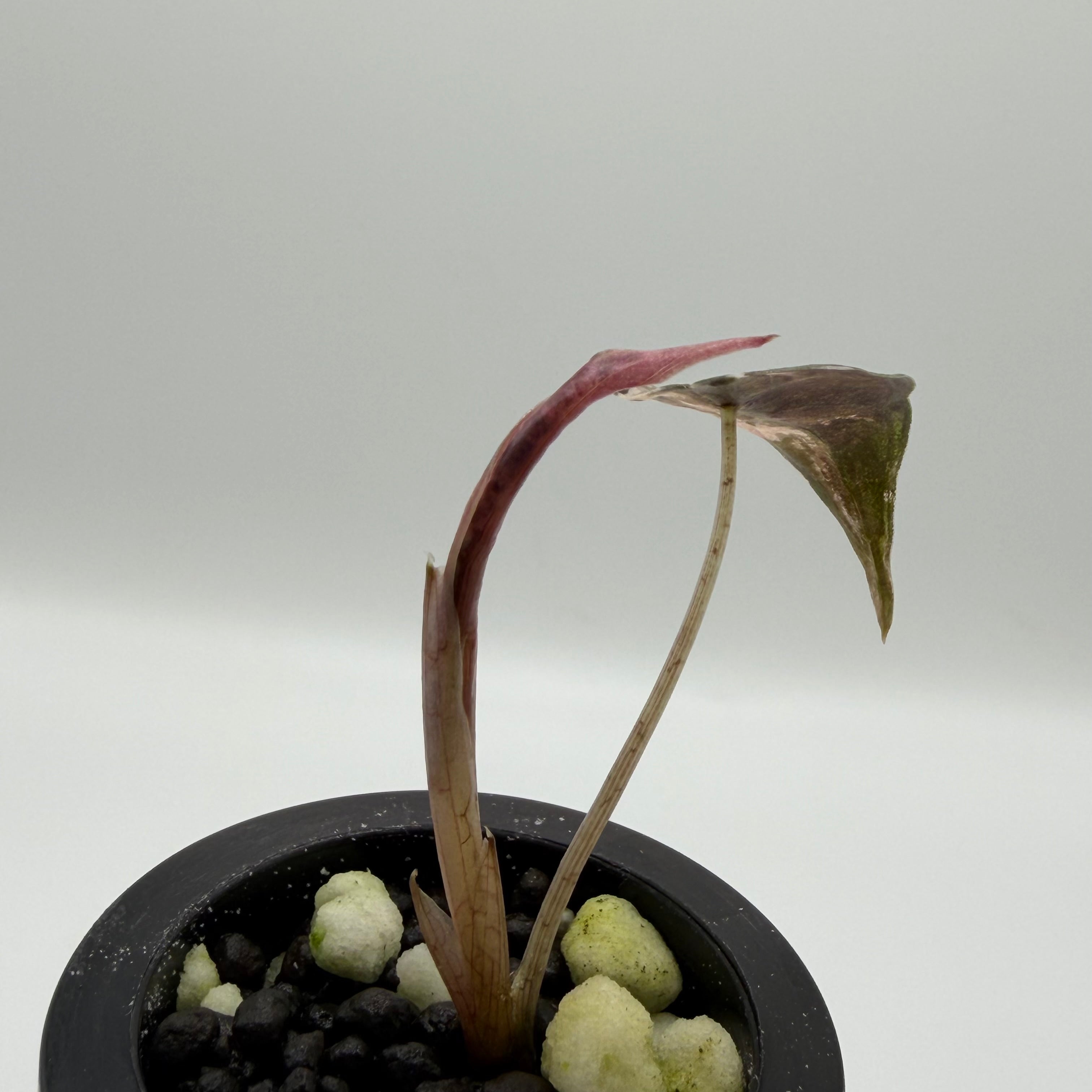 Alocasia Nobilis pink