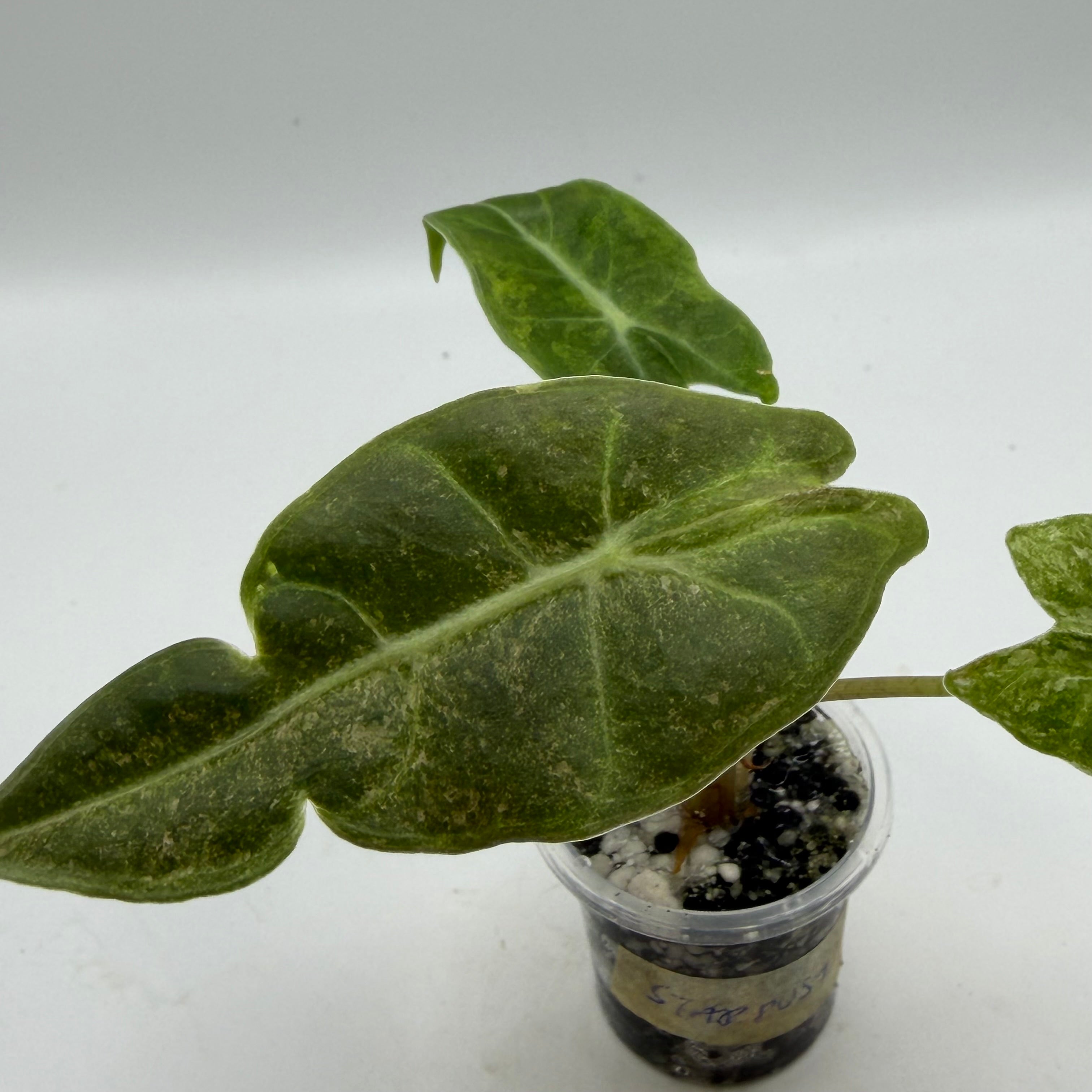 Alocasia Black Satun stardust #2