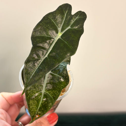 Alocasia Amazonica pink #1