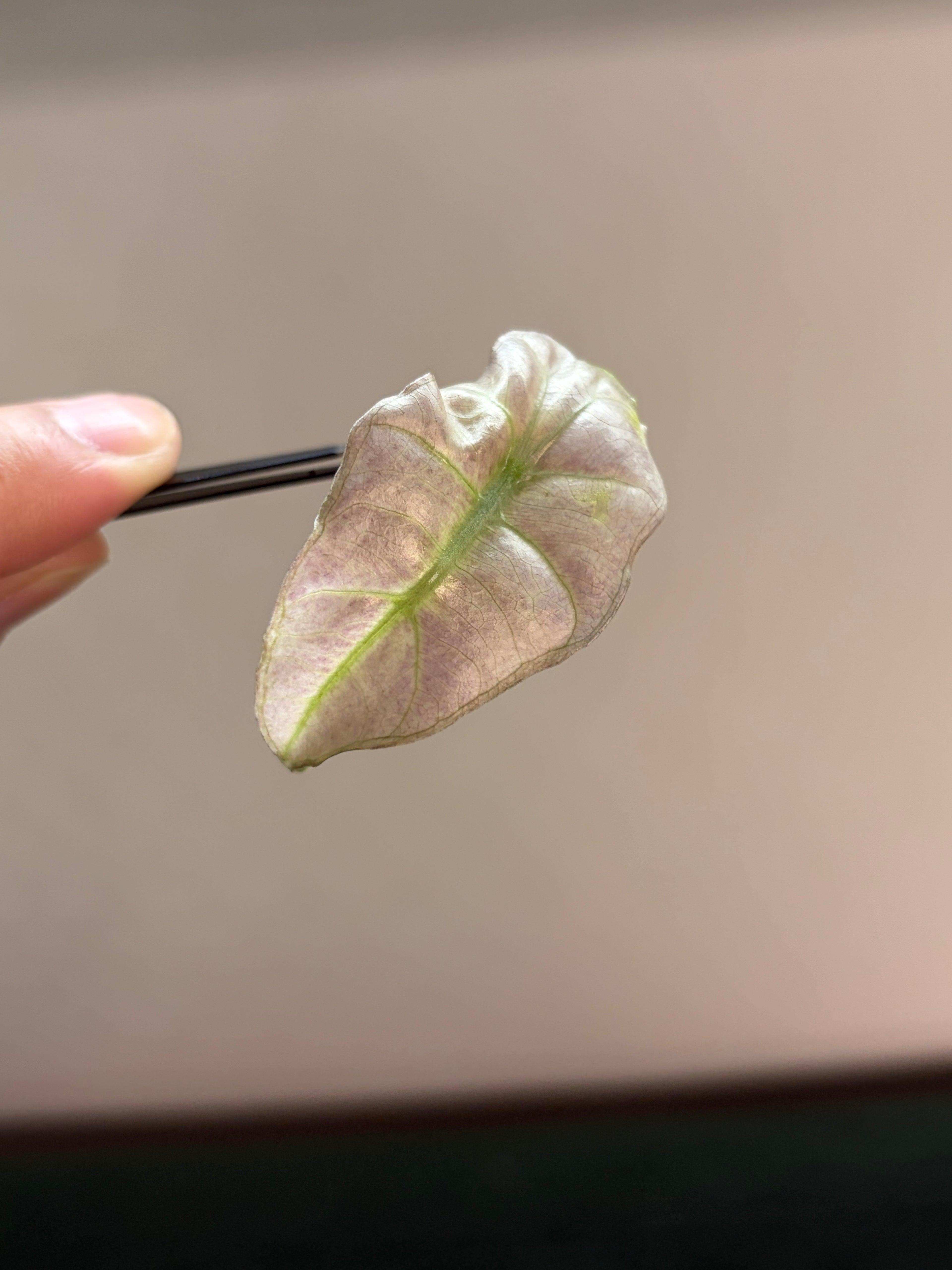 Alocasia Amazonica pink #5