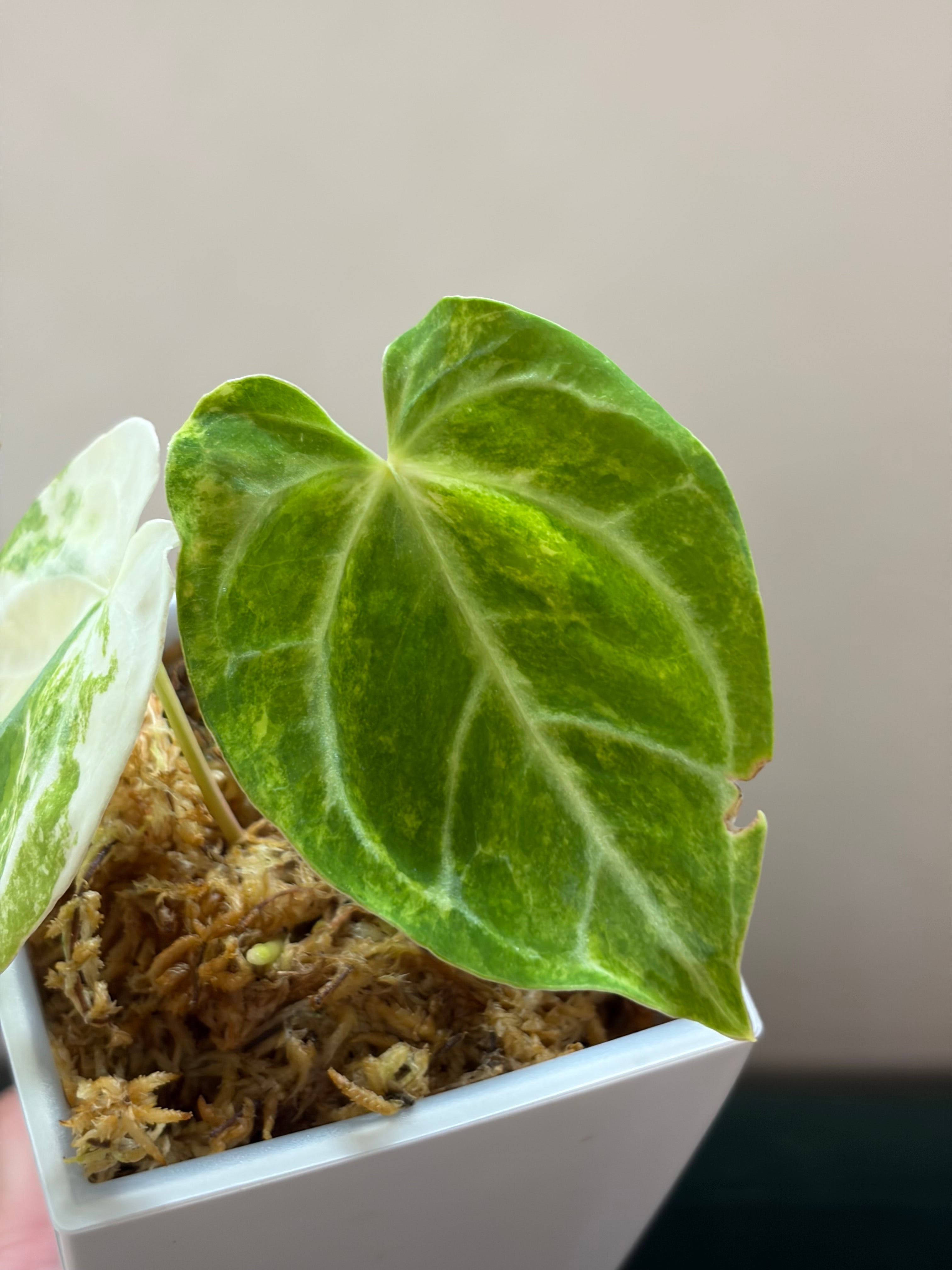 Anthurium (Papillilaminum x Crystallinum) x (Magnificum x Forgetti) (cutting)