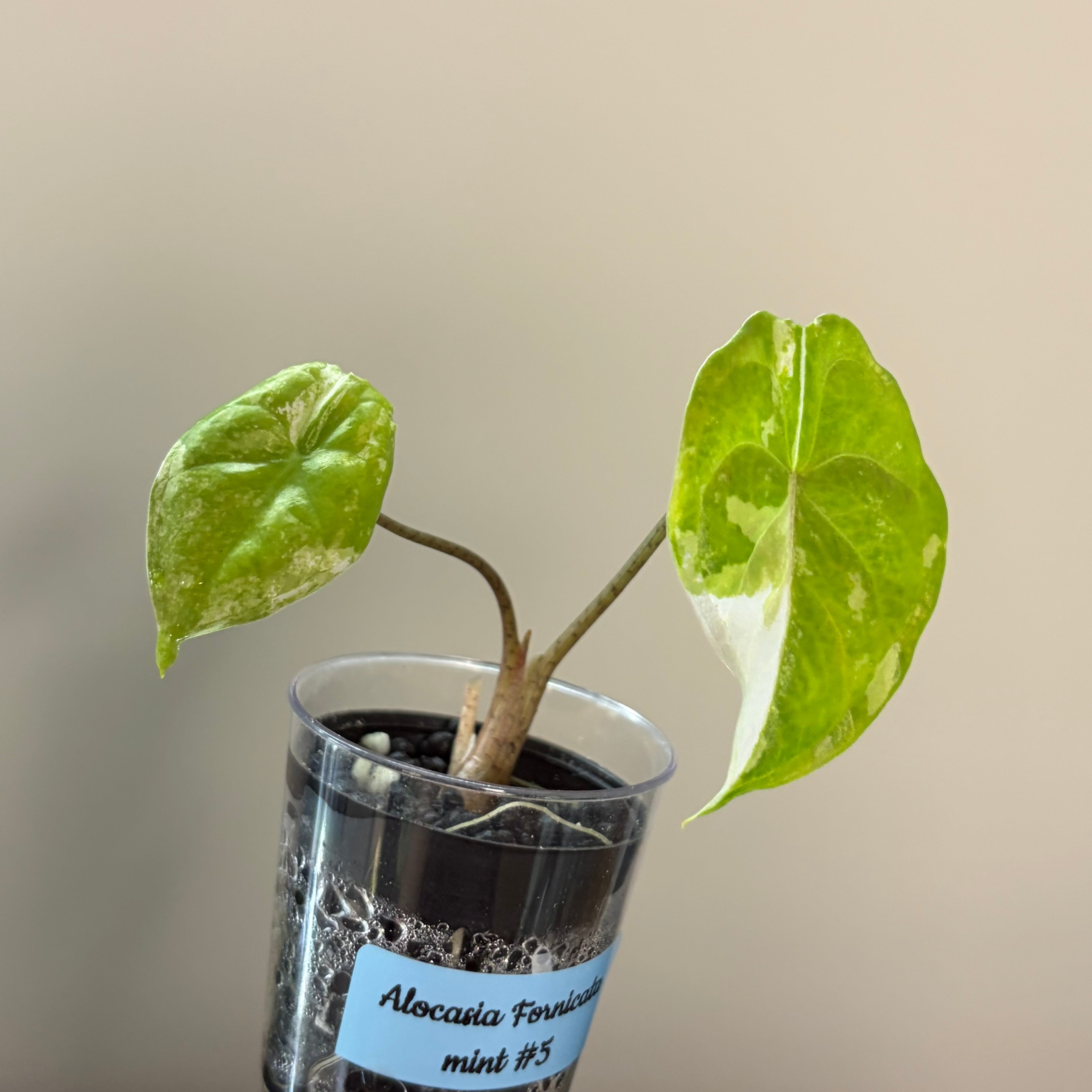 Alocasia Fornicata mint