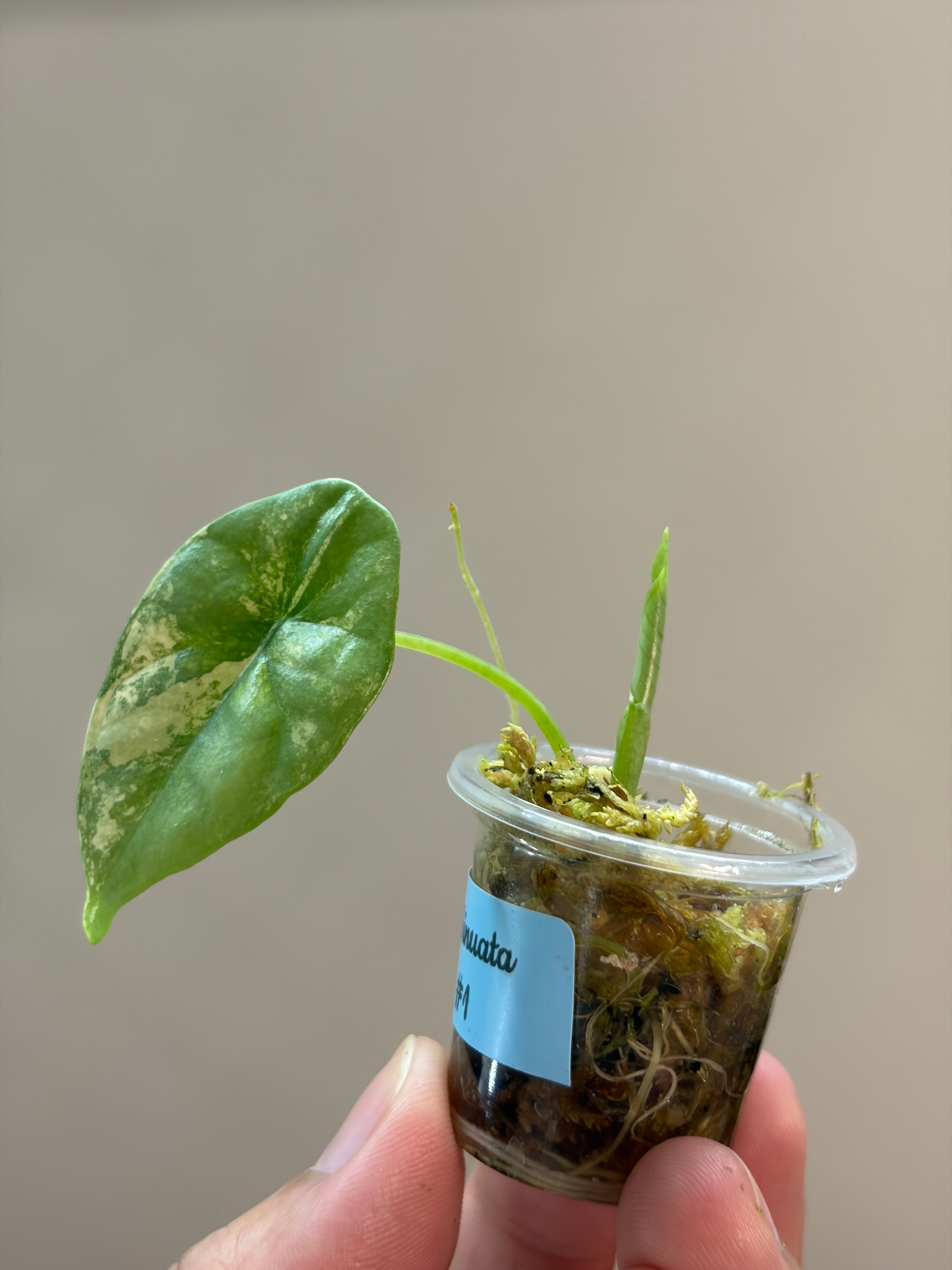 Alocasia Sinuata aurea #1