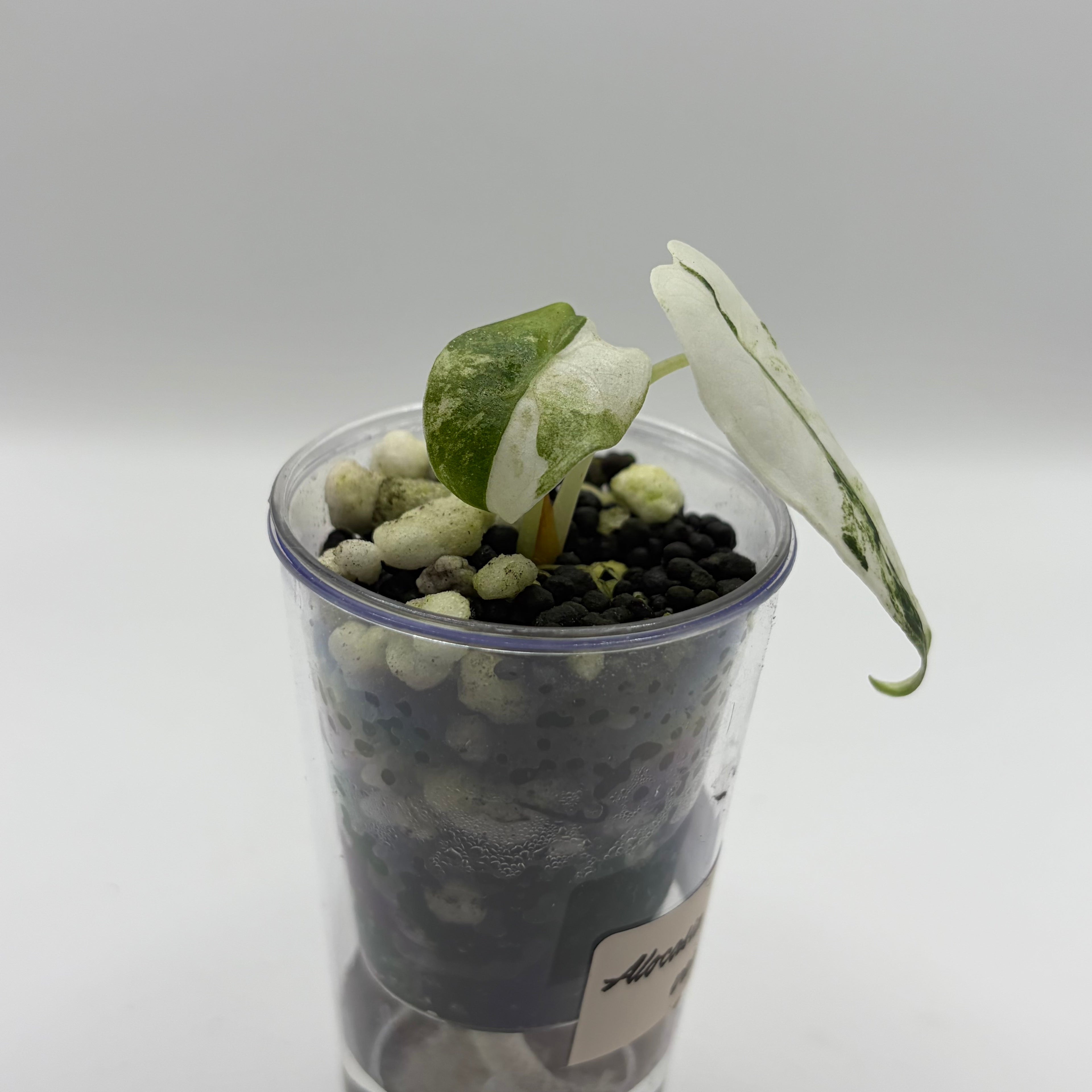 Alocasia Watsoniana variegata