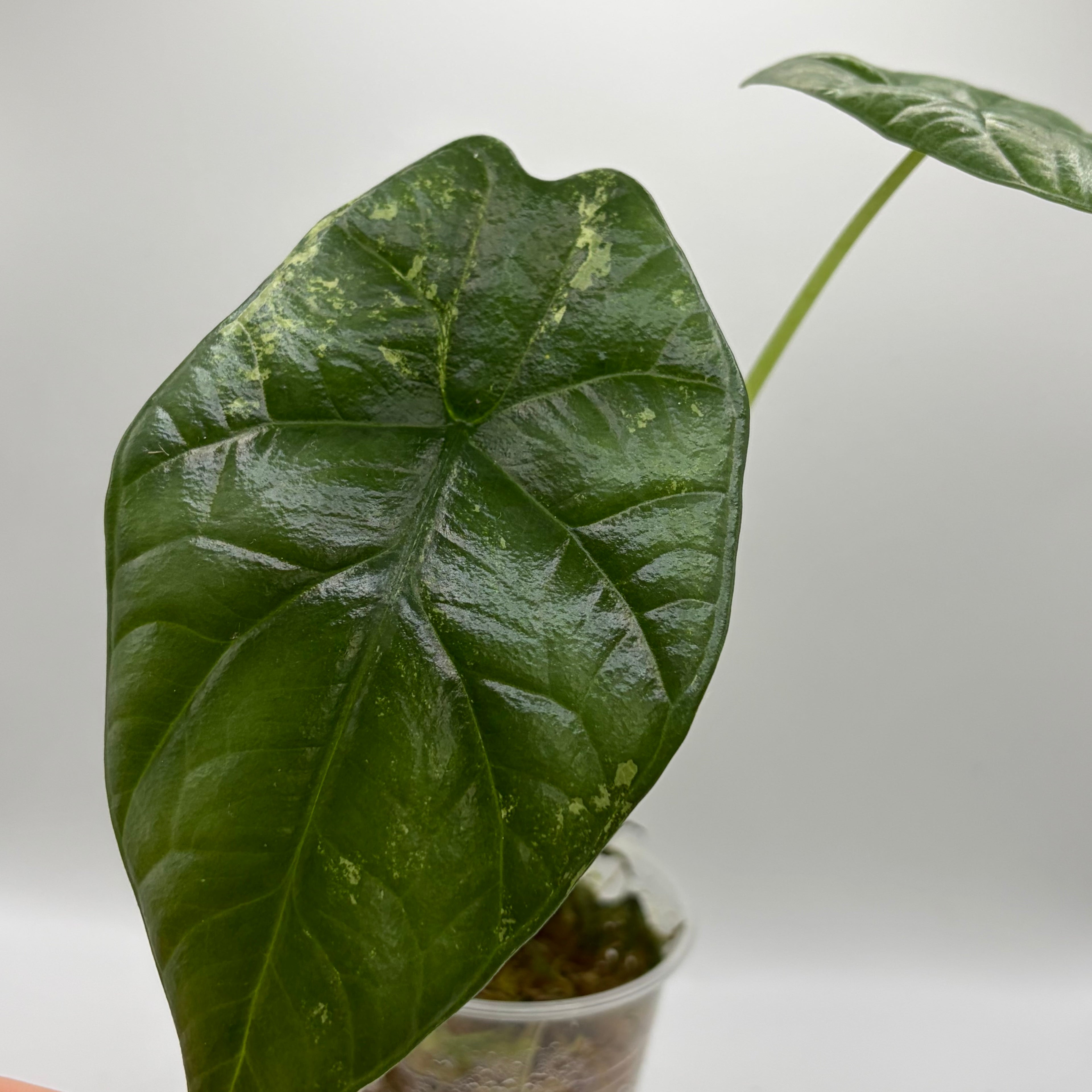 Alocasia Sinuata albo