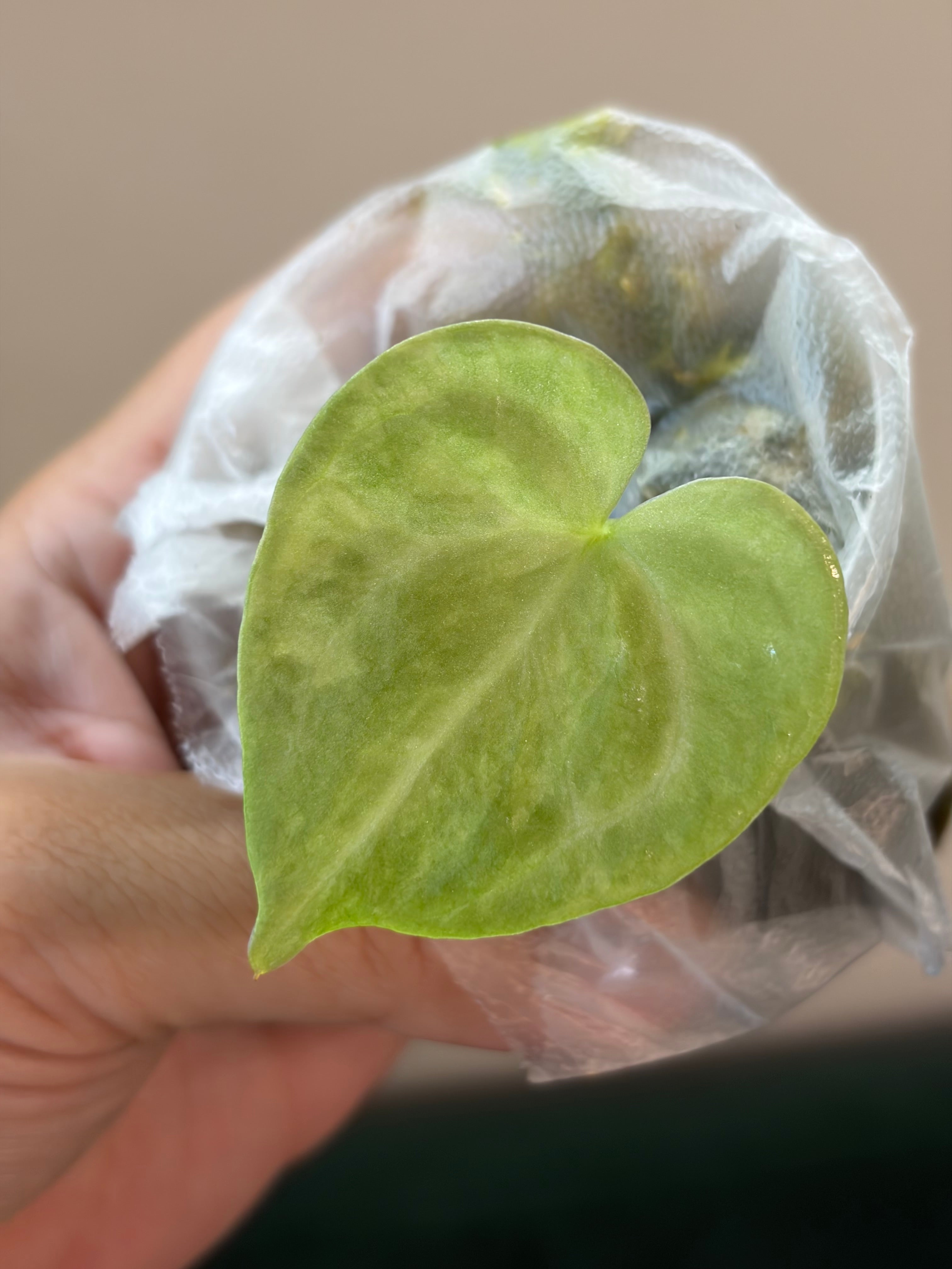 Anthurium (Papillilaminum x Crystallinum) x (Magnificum x Forgetti) #4