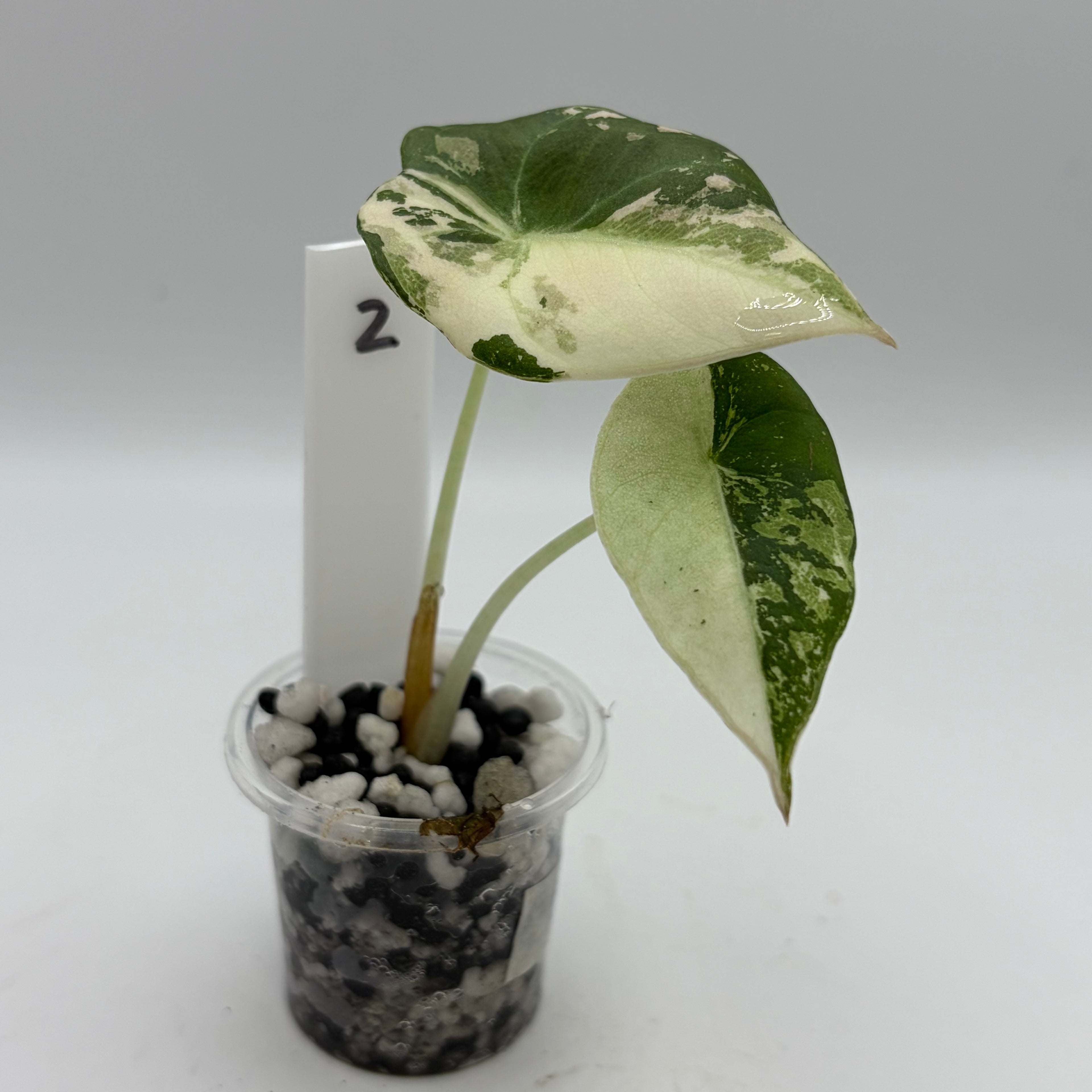 Alocasia Black velvet pink