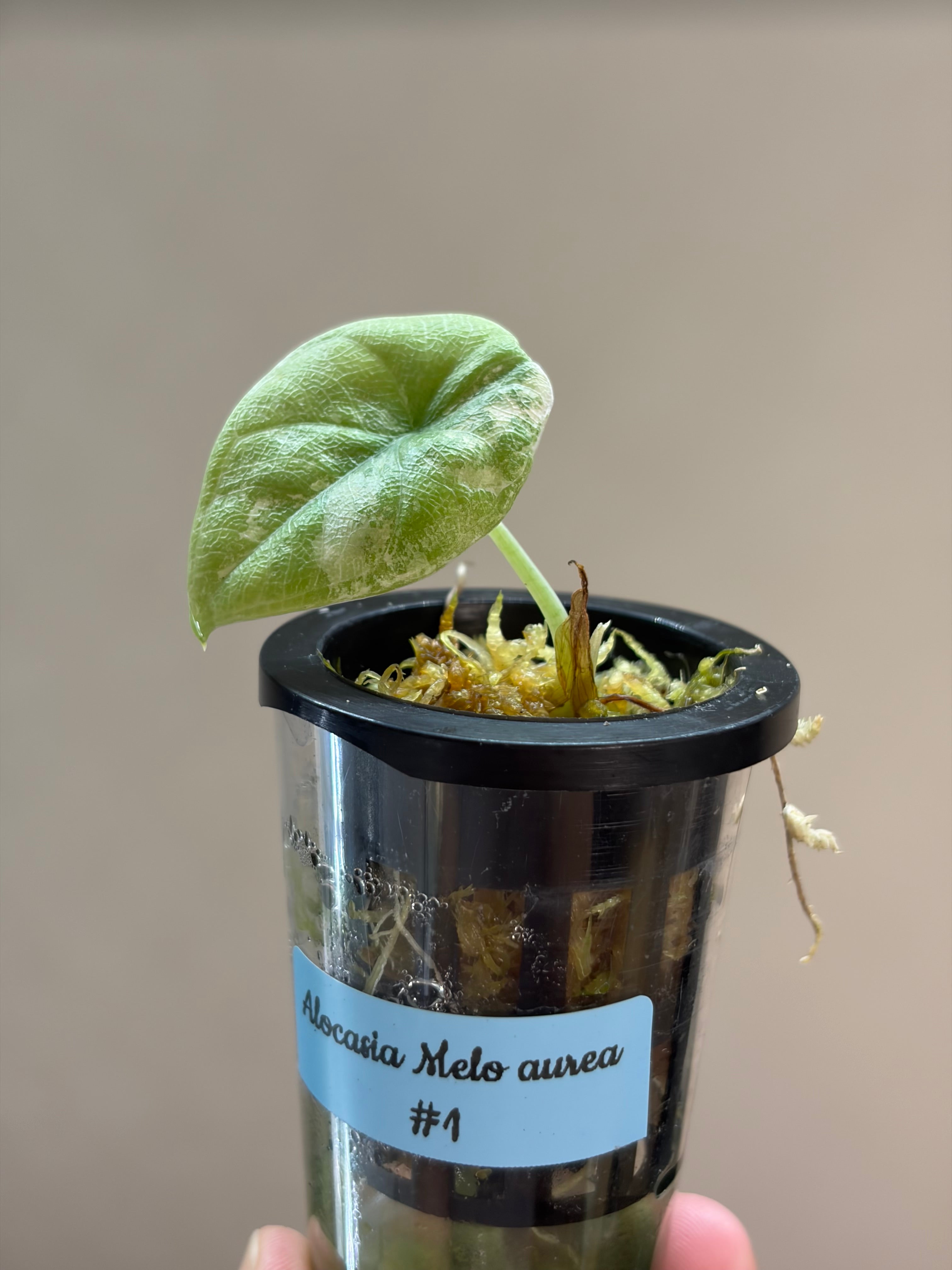 Alocasia Melo aurea #1