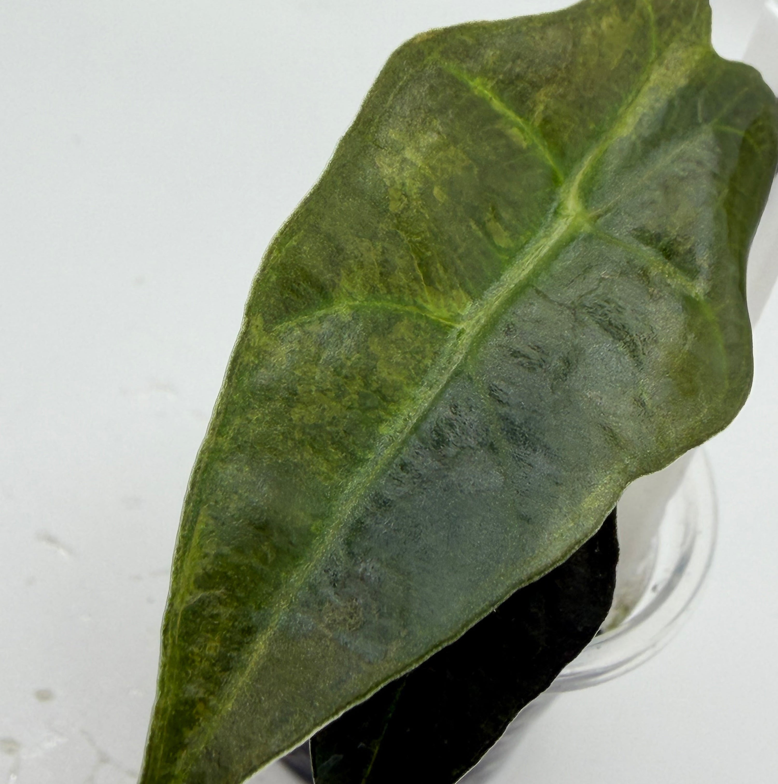 Alocasia Sanderiana bull aurea #4