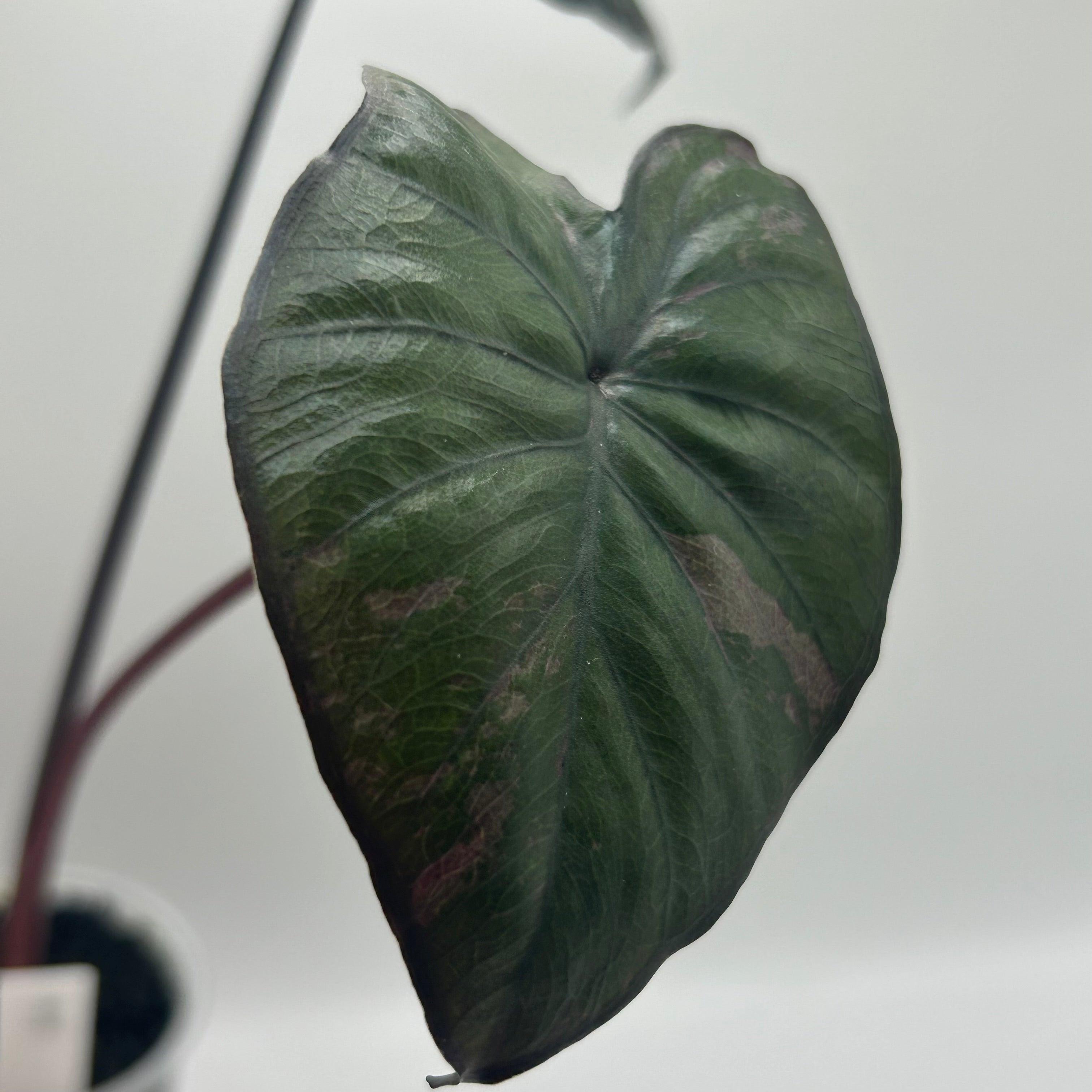 Alocasia Serendipity pink #1