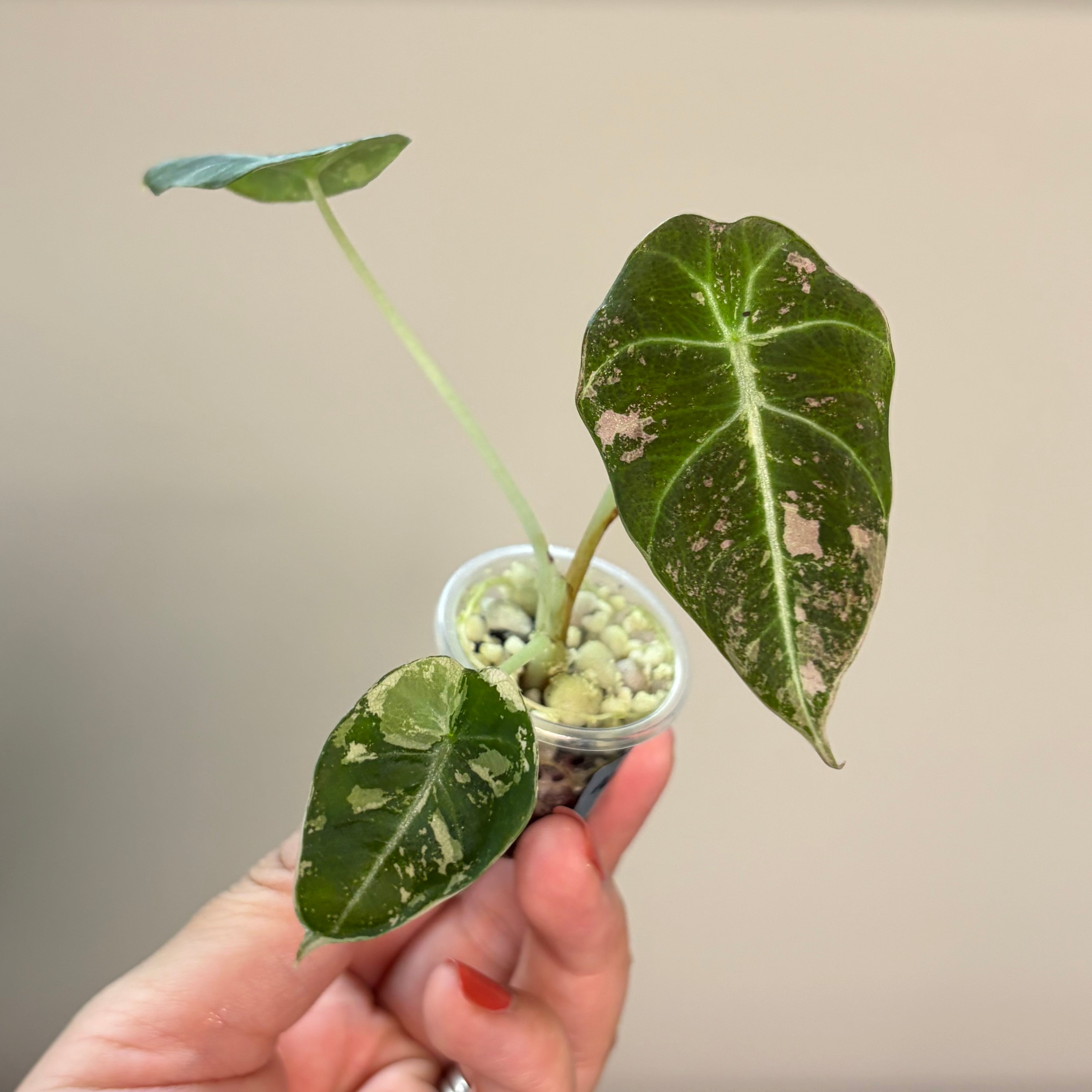 Alocasia Black velvet pink