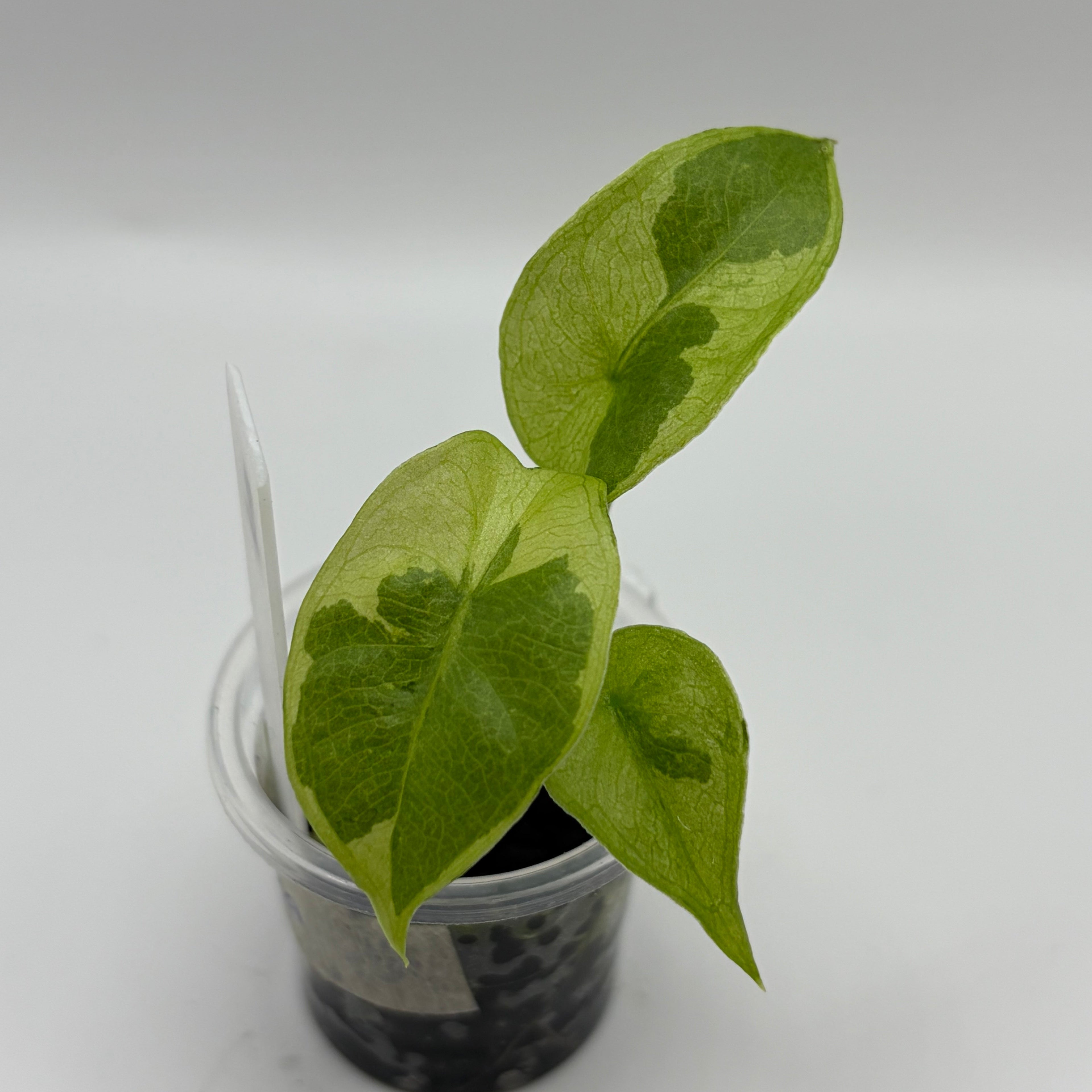 Alocasia Longiloba lava #2