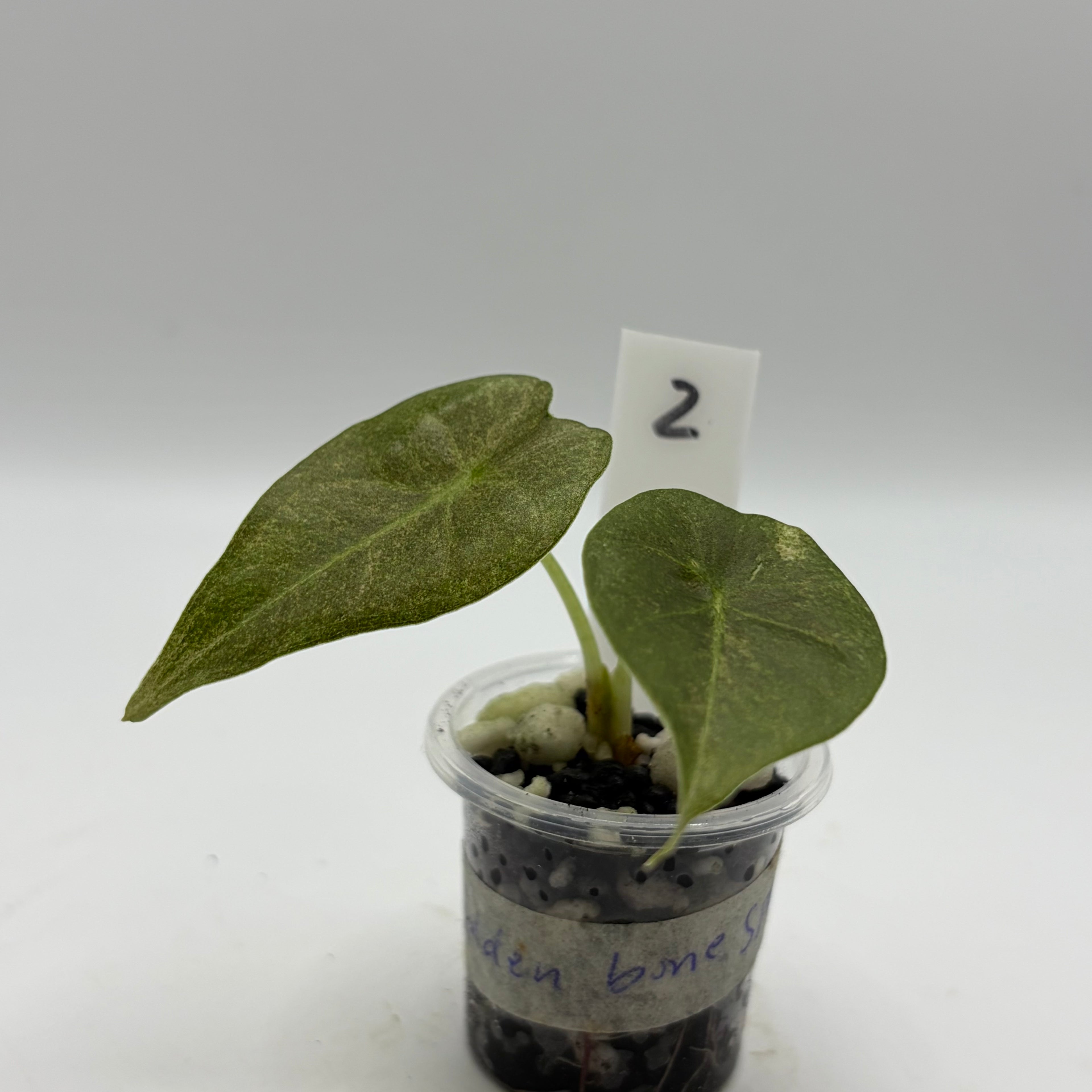 Alocasia Golden Bone pink splash #2