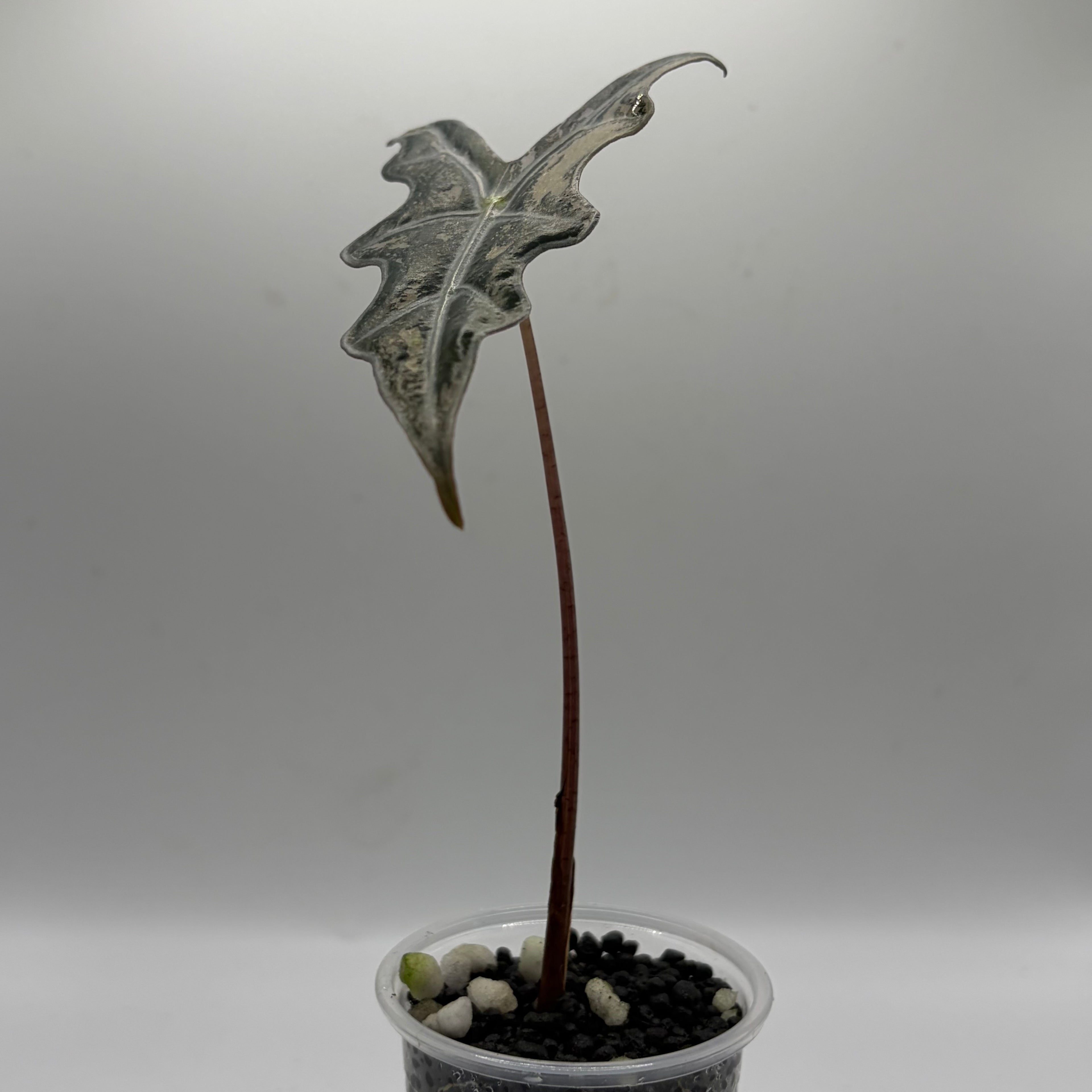 Alocasia Nobilis pink