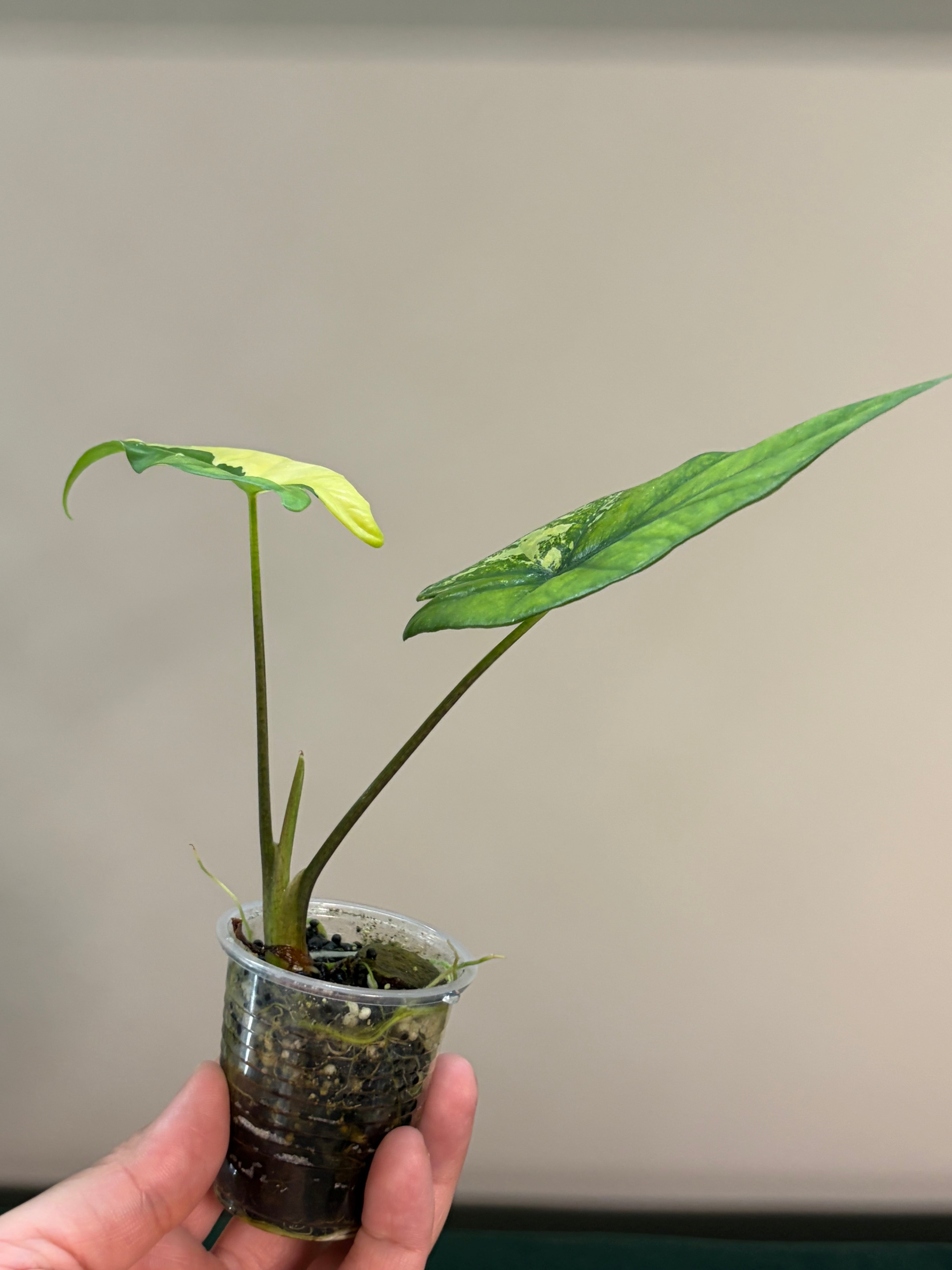 Alocasia Simpo aurea #5