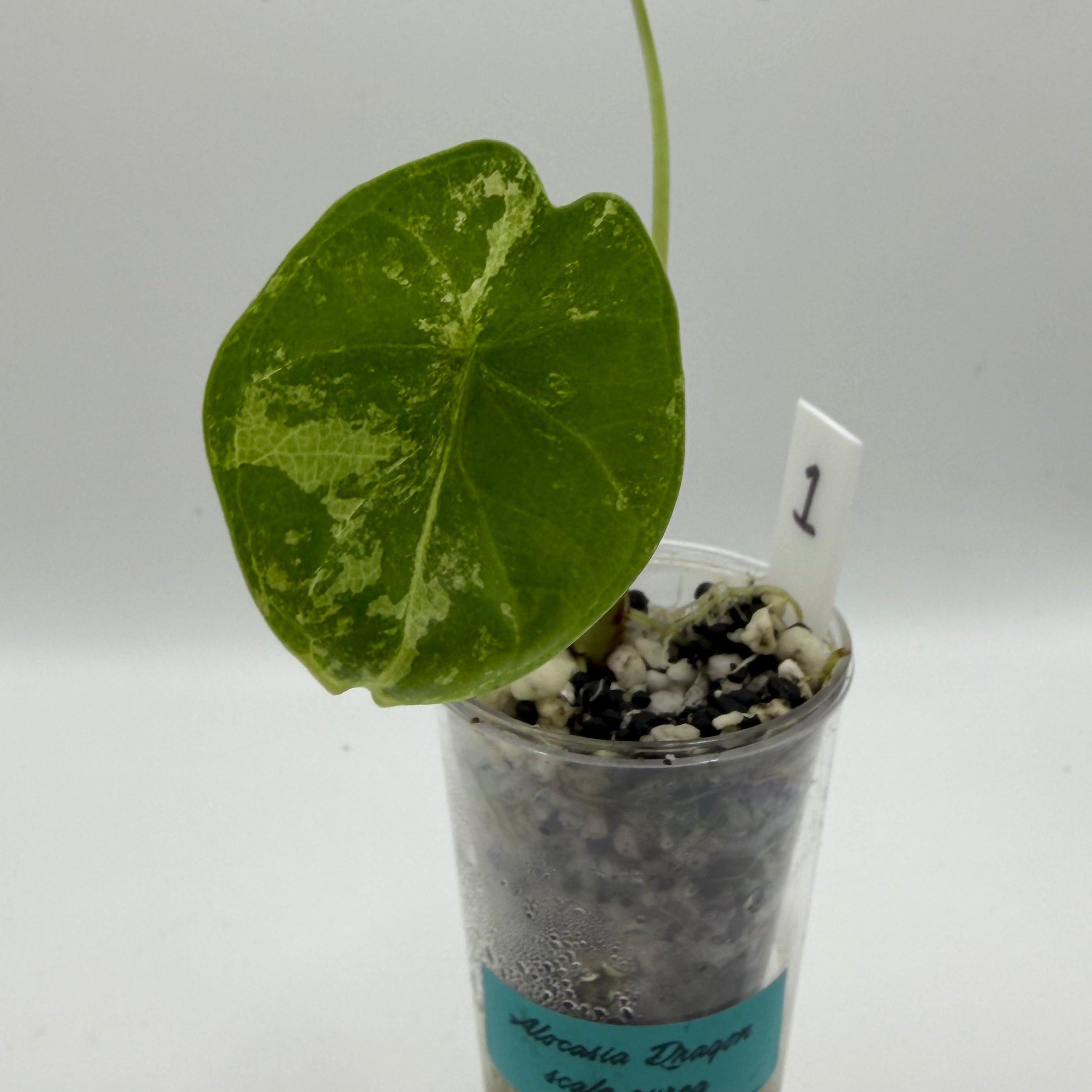 Alocasia Dragon scale variegata