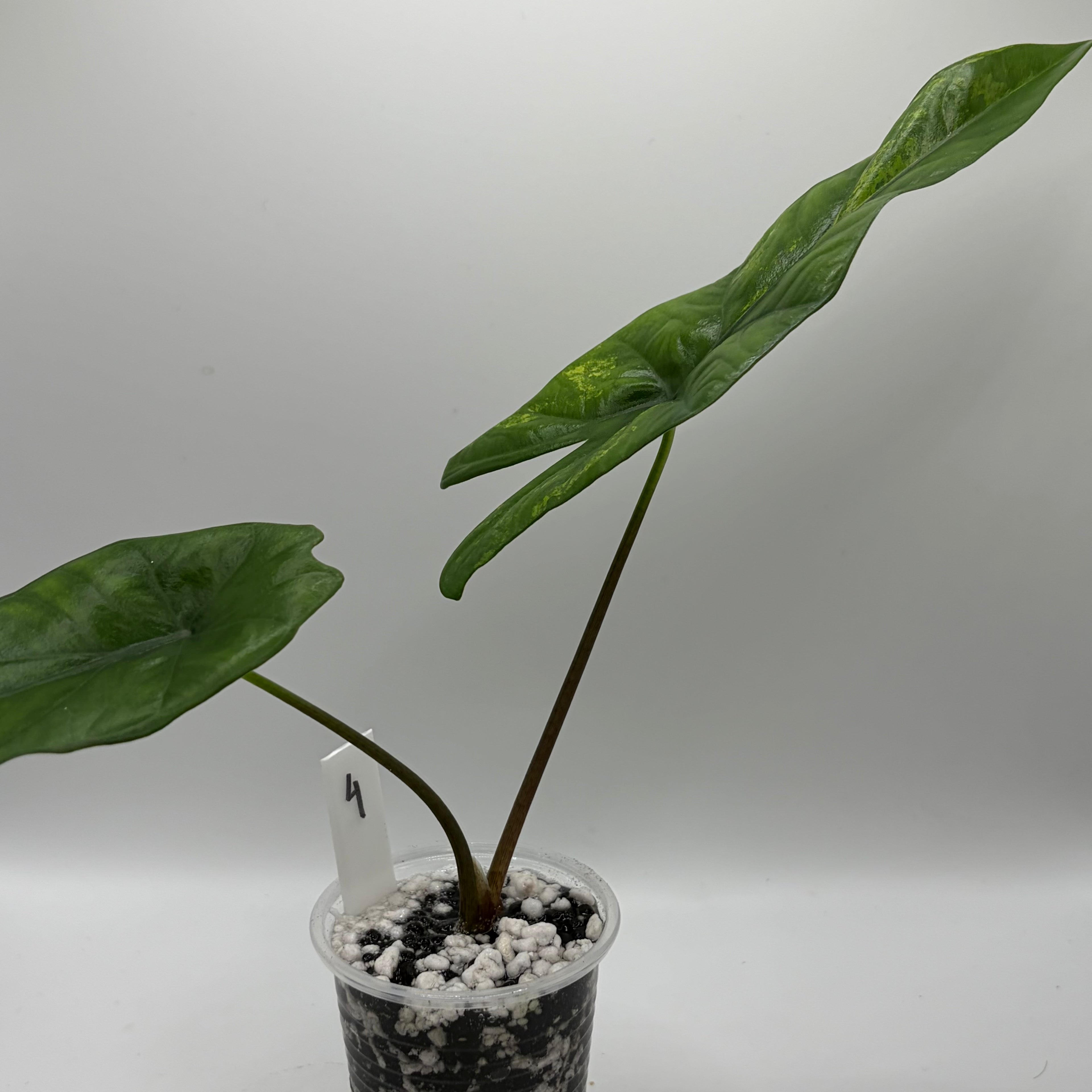 Alocasia Simpo aurea