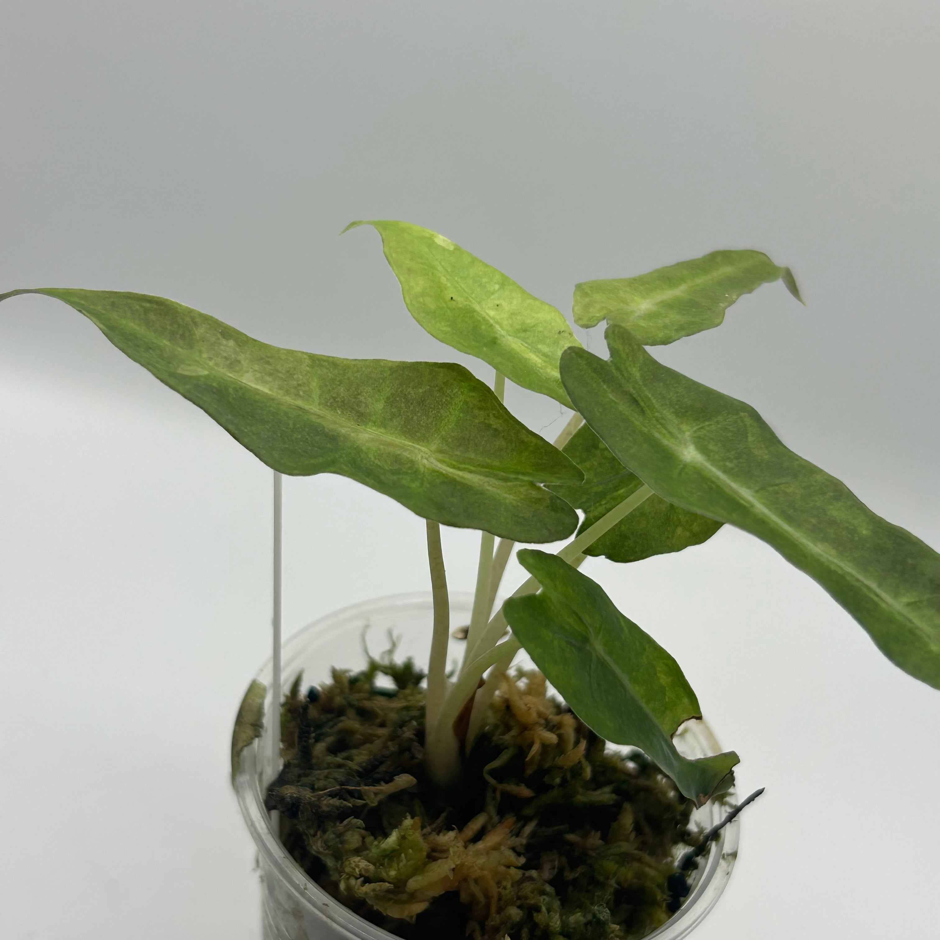 Alocasia Polly aurea splash