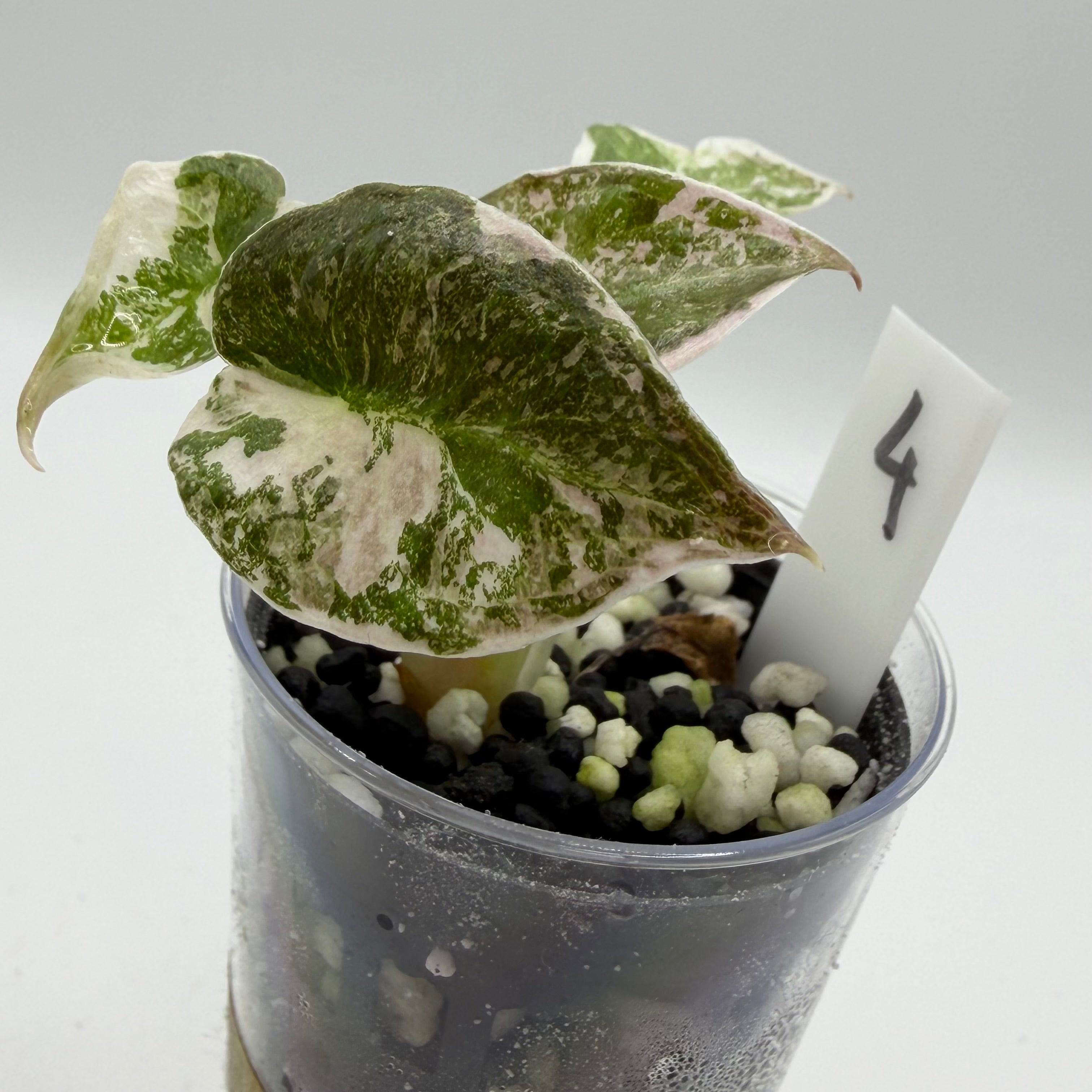 Alocasia Cuprea pink marble #4