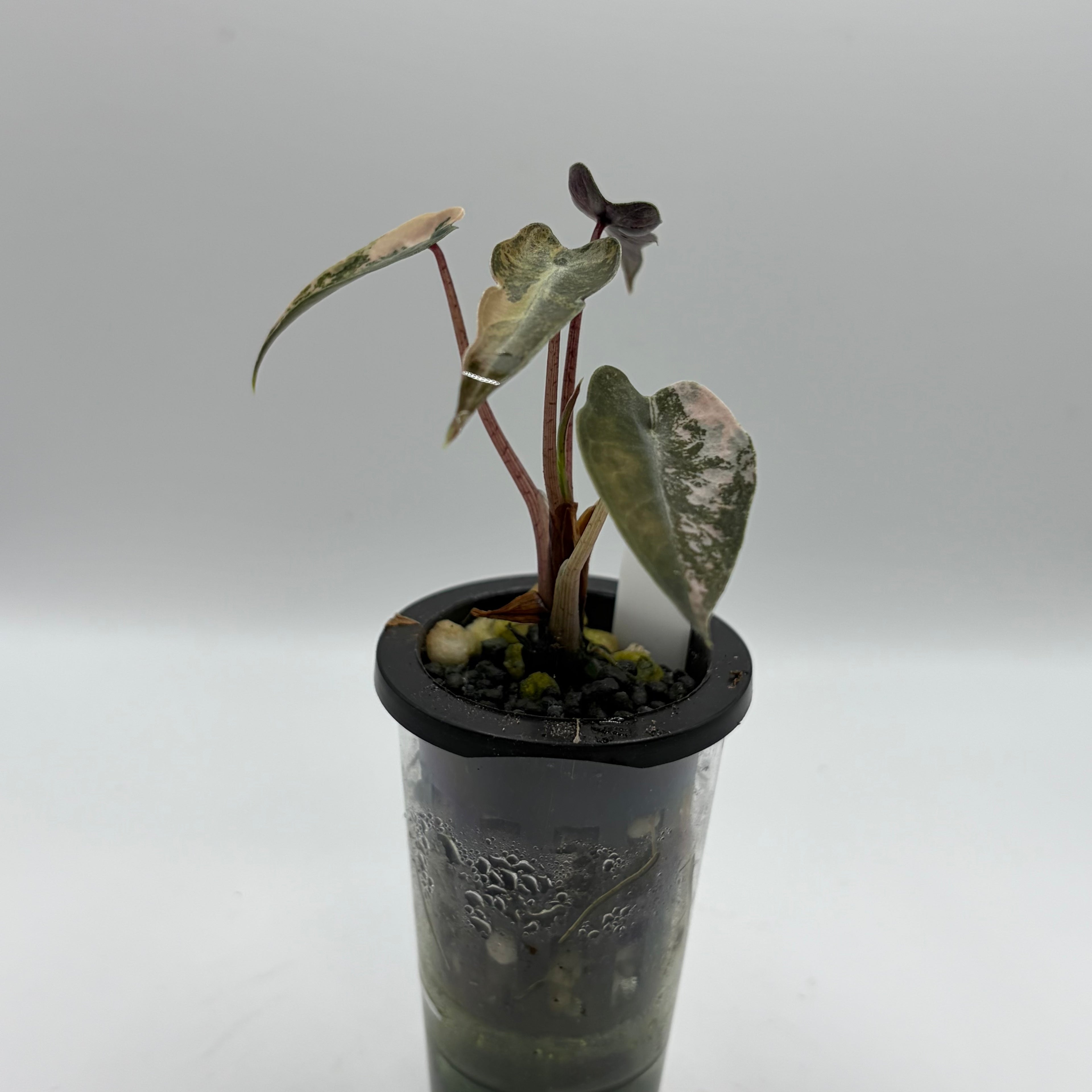 Alocasia Bambino aurea