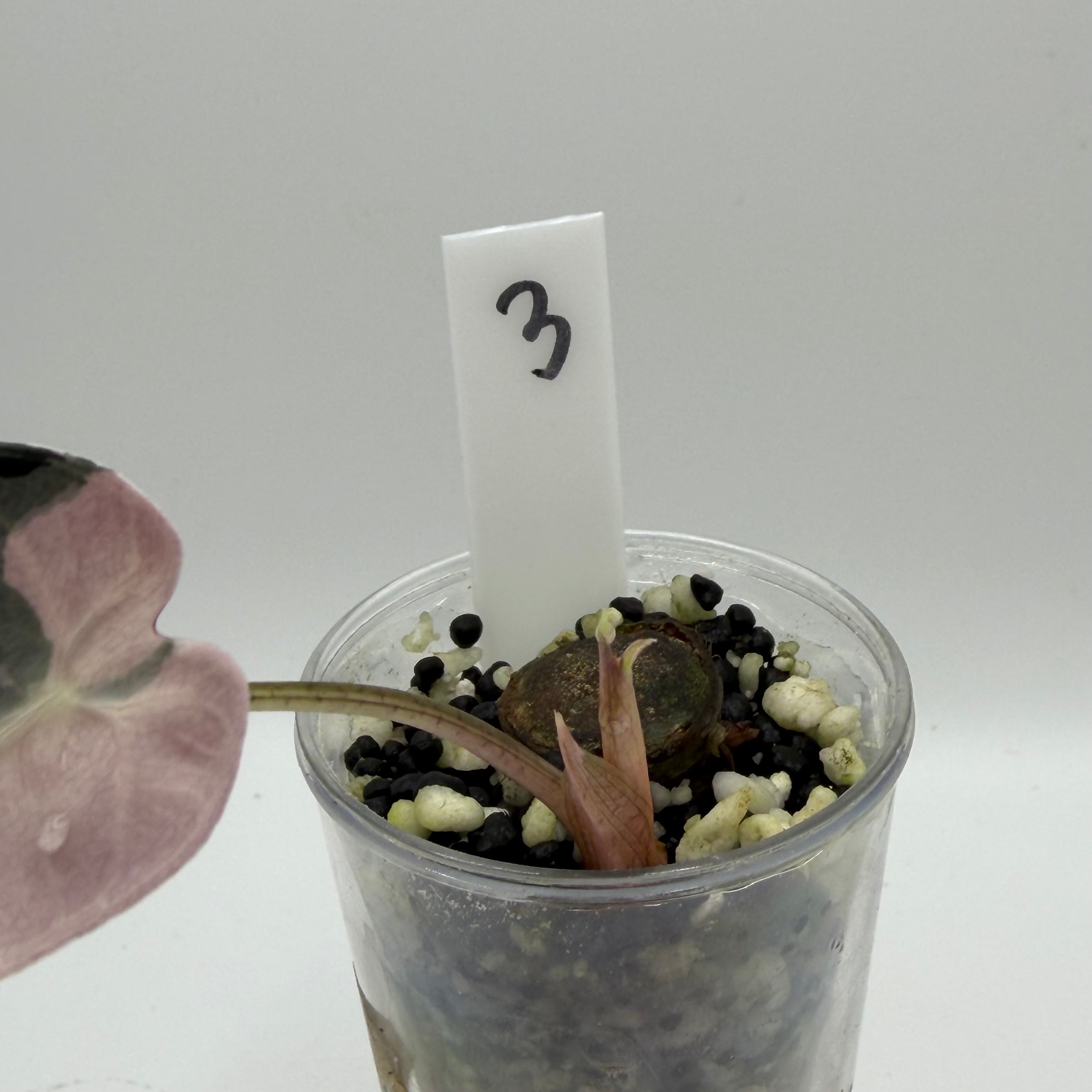 Alocasia Bambino pink