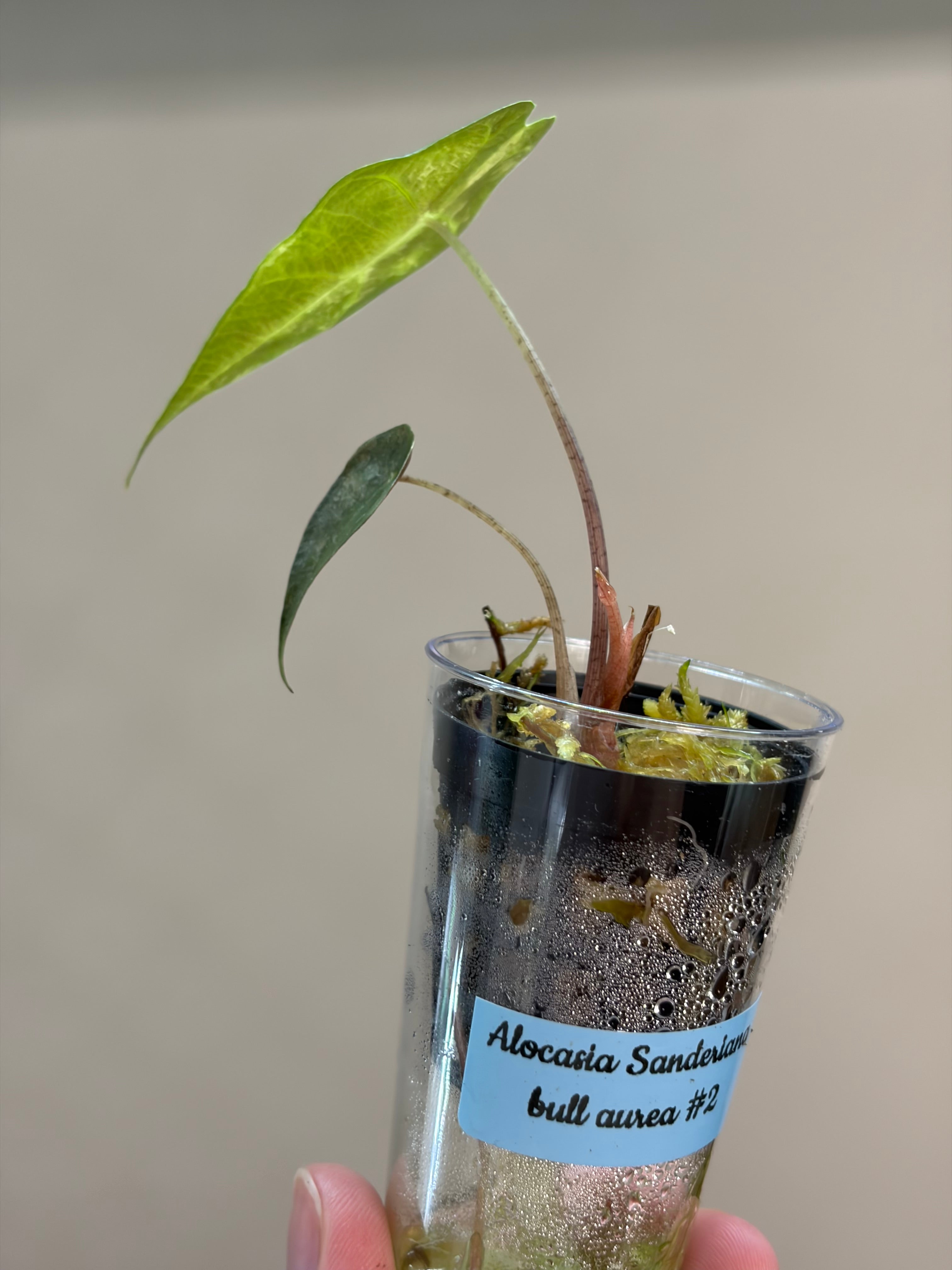 Alocasia Sanderiana bull aurea #2