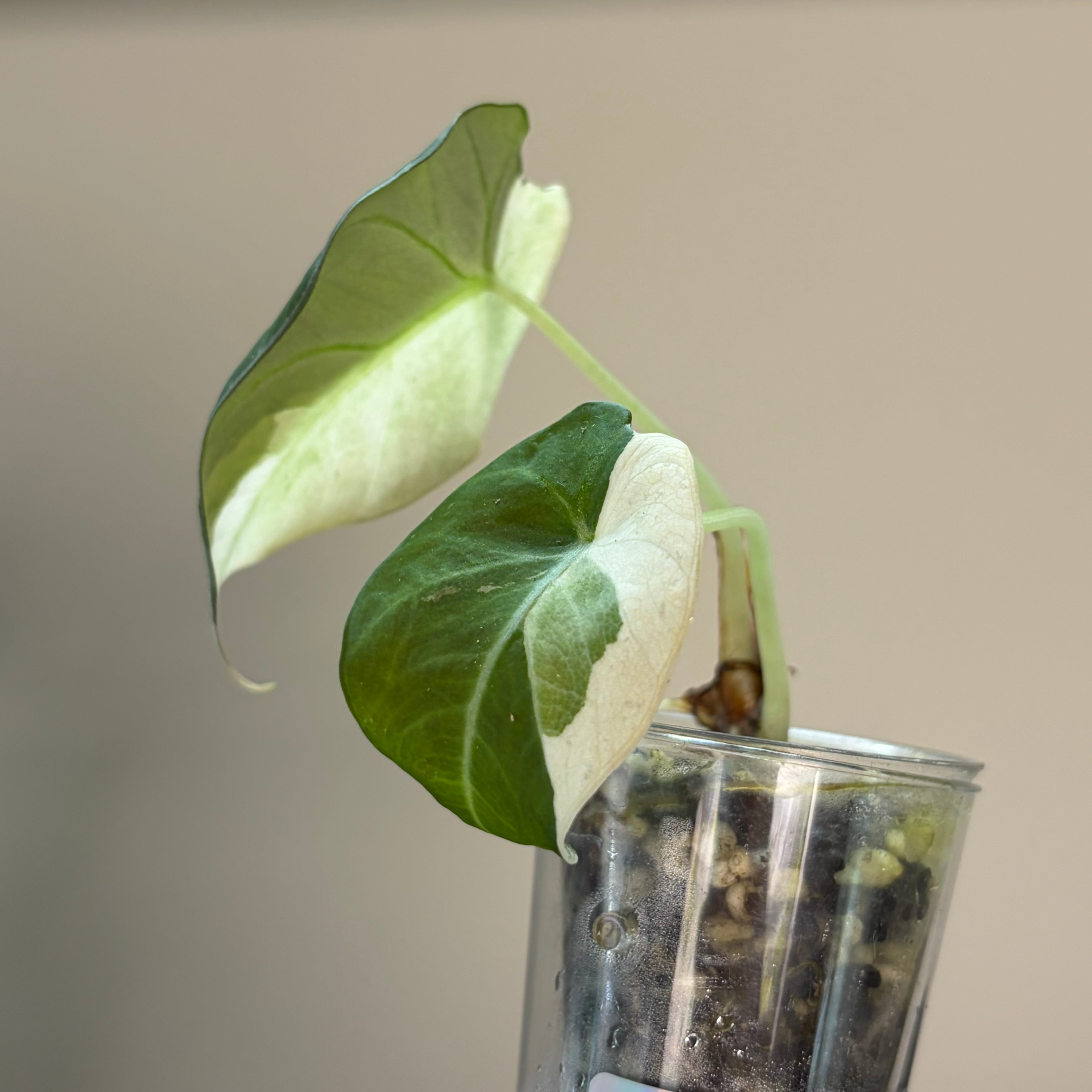 Alocasia Black velvet pink