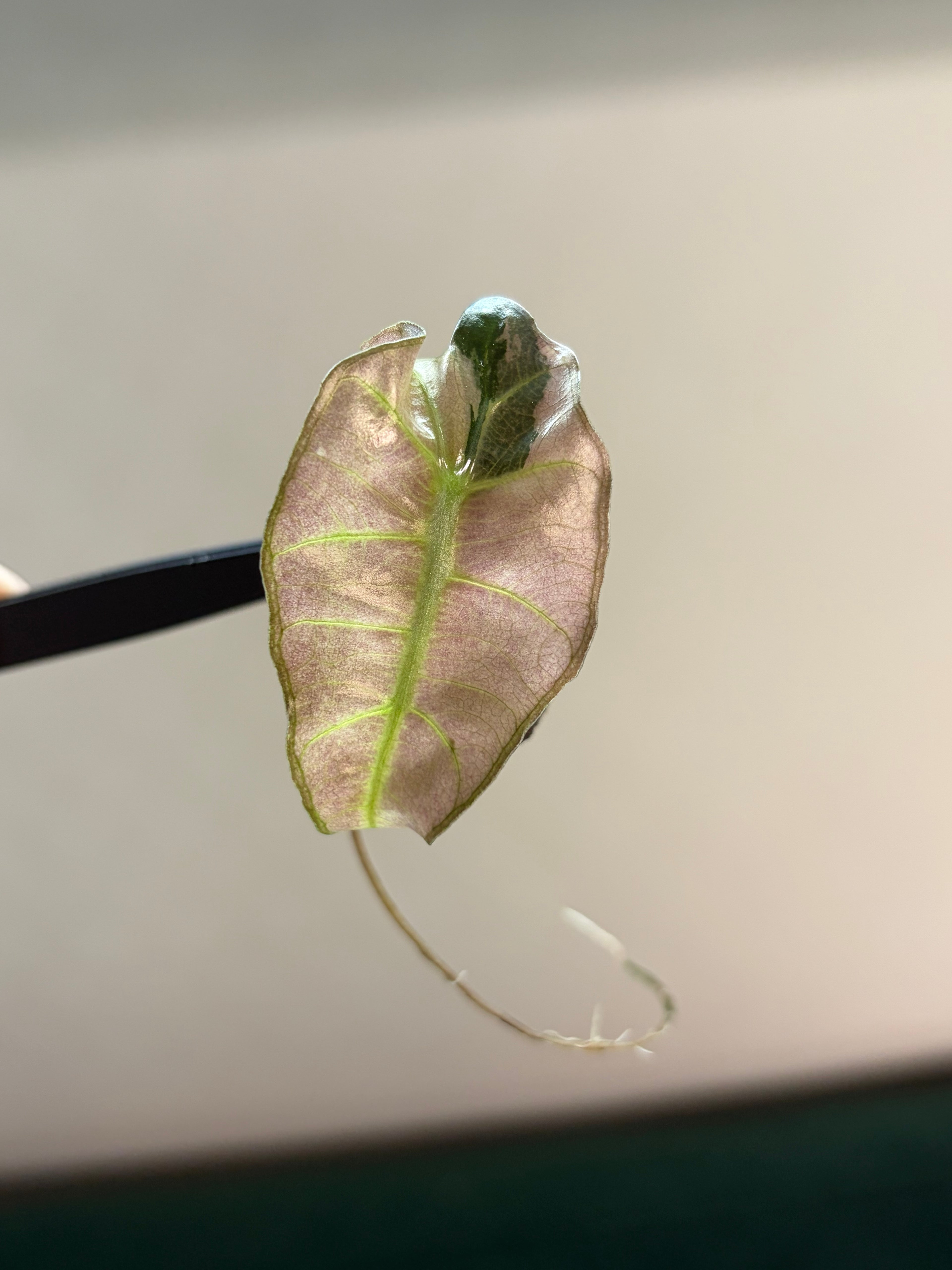 Alocasia Amazonica pink #4
